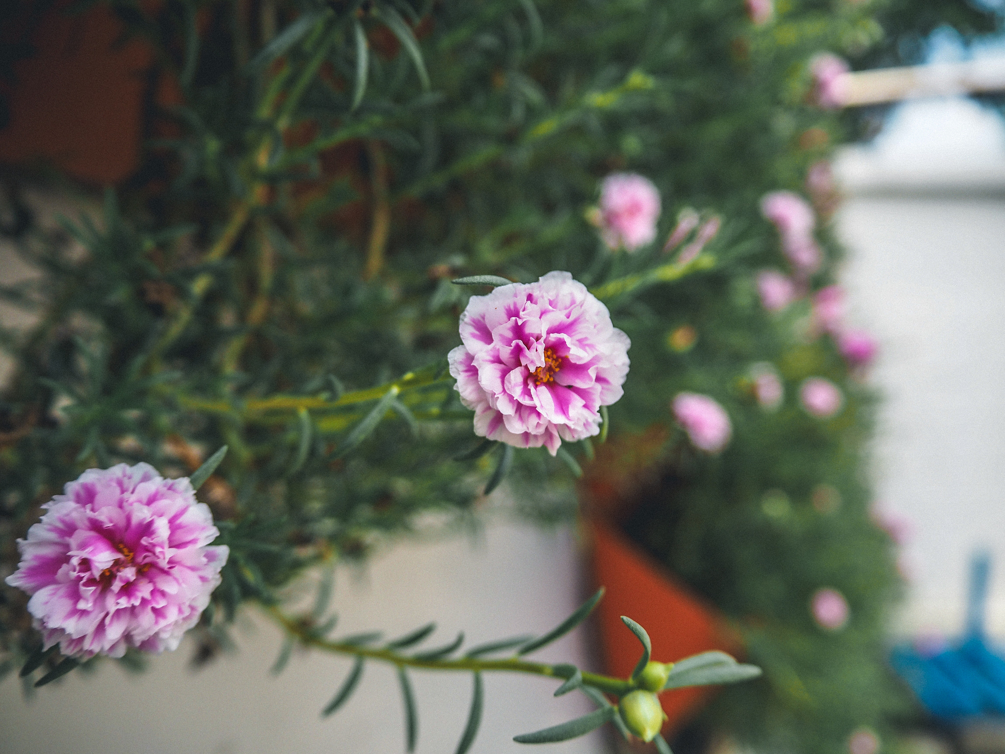 Olympus PEN E-PL7 sample photo. Pink and white little flowers. photography