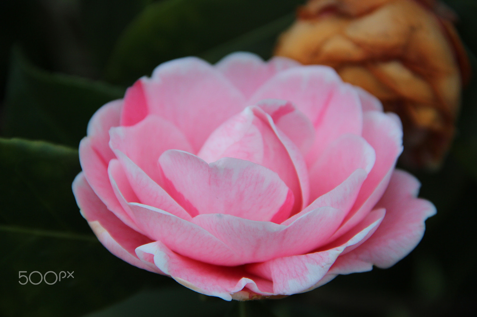 Canon EOS 600D (Rebel EOS T3i / EOS Kiss X5) sample photo. Pretty in pink photography