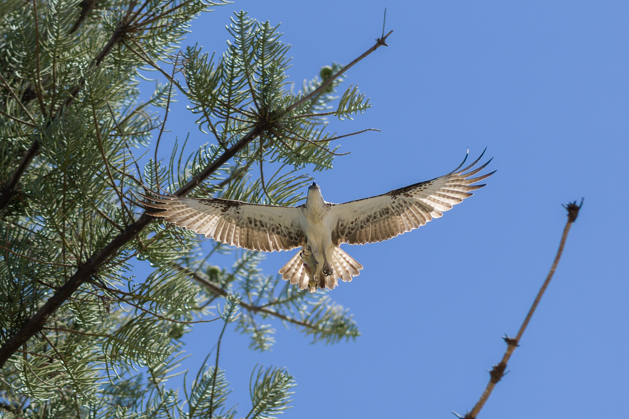 Sony FE 85mm F1.4 GM sample photo. Osprey flying with fish photography