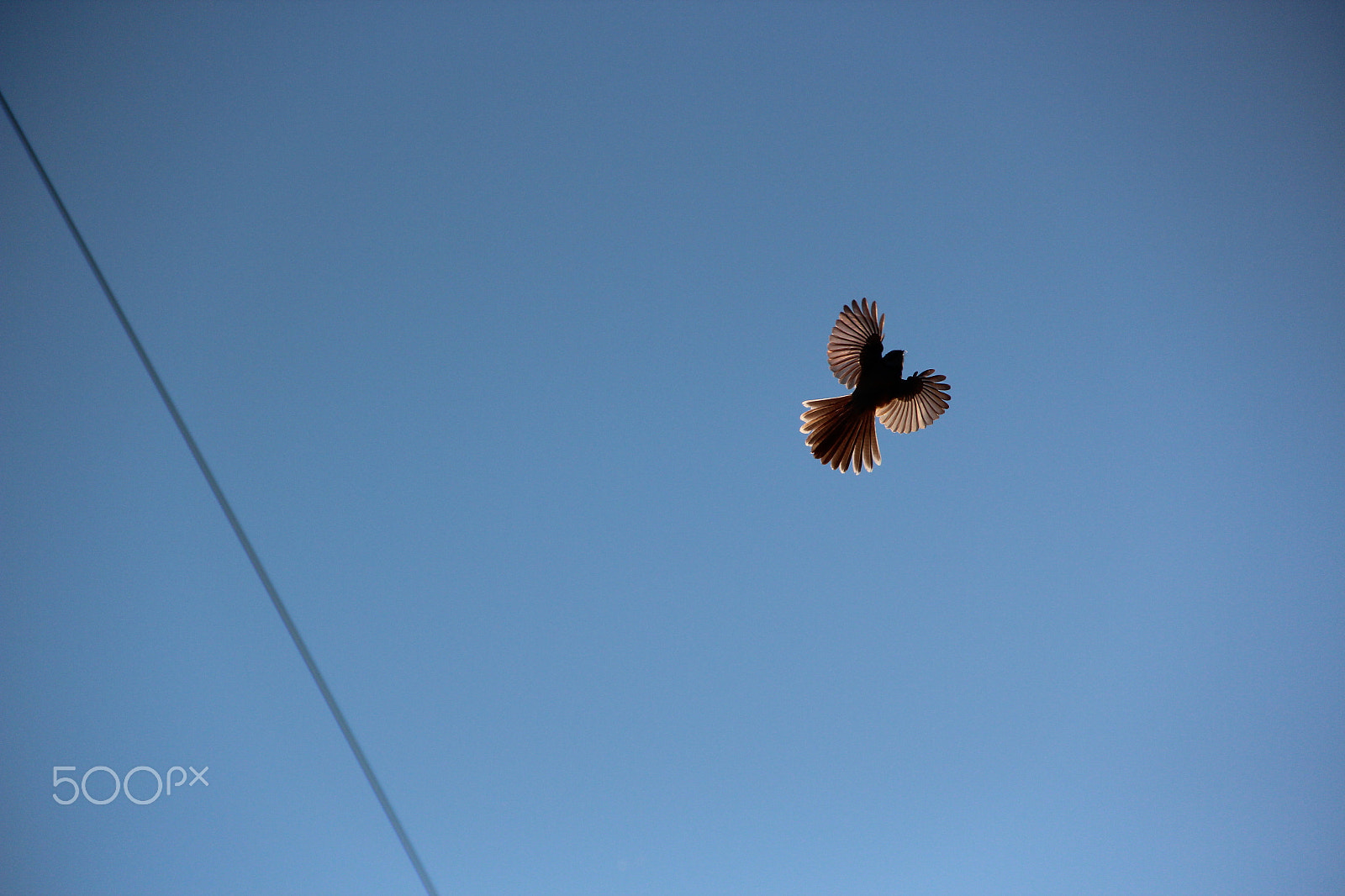 Canon EOS 600D (Rebel EOS T3i / EOS Kiss X5) sample photo. Little bird photography