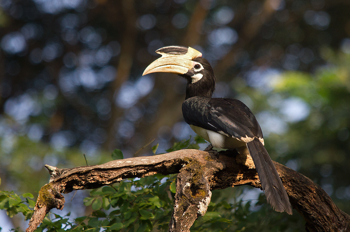 Sigma 150-500mm F5-6.3 DG OS HSM sample photo. Malabar pied hornbill photography