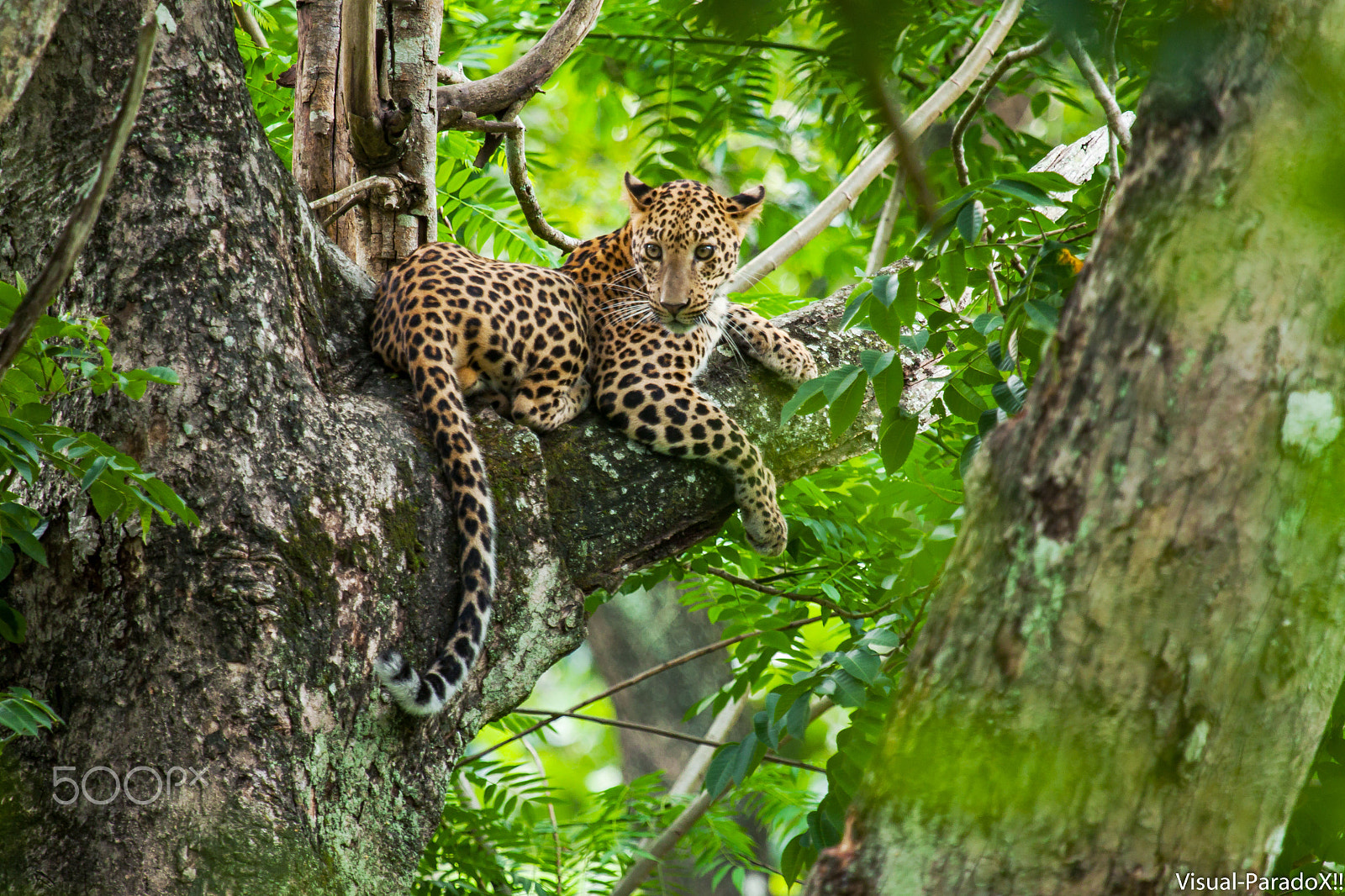 Canon EF 100-400mm F4.5-5.6L IS USM sample photo. Spotted beauty ! photography