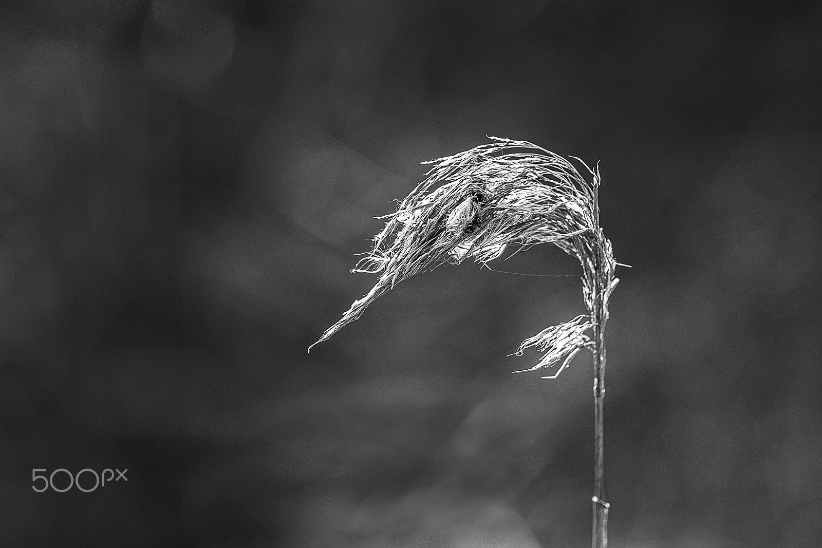 Sigma 105mm F2.8 EX DG OS HSM sample photo. Windblown photography