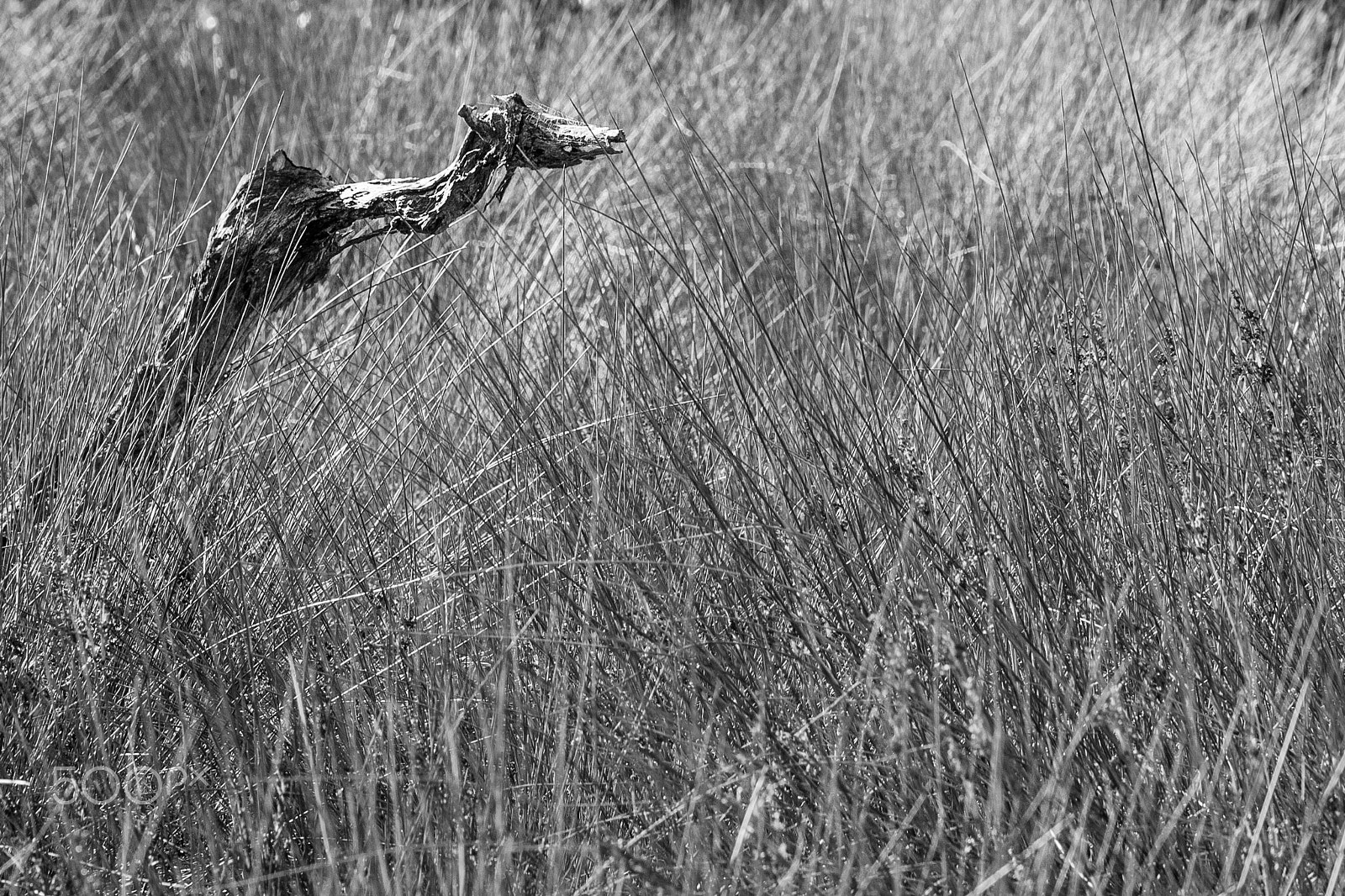 Sigma 105mm F2.8 EX DG OS HSM sample photo. Stumped photography