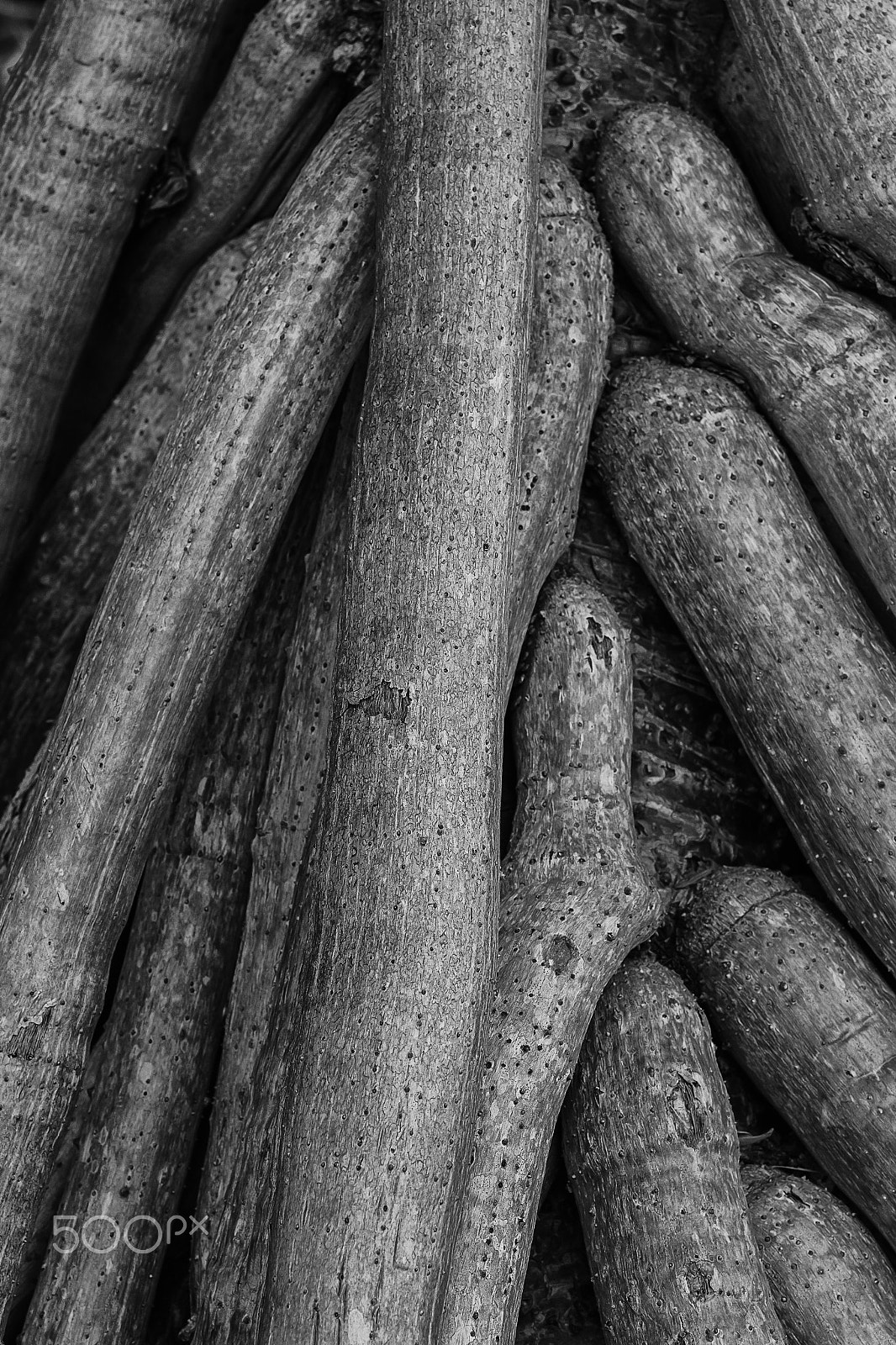Sigma 105mm F2.8 EX DG OS HSM sample photo. Pandanus photography