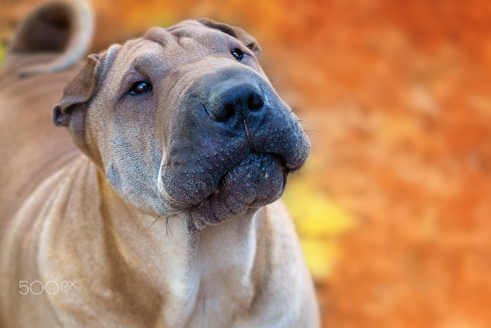 Sony SLT-A77 + Sony DT 50mm F1.8 SAM sample photo. Shar pei curiousity photography