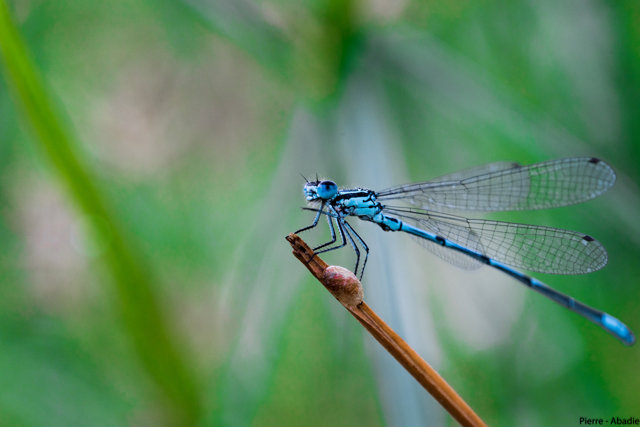 Sigma 105mm F2.8 EX DG OS HSM sample photo