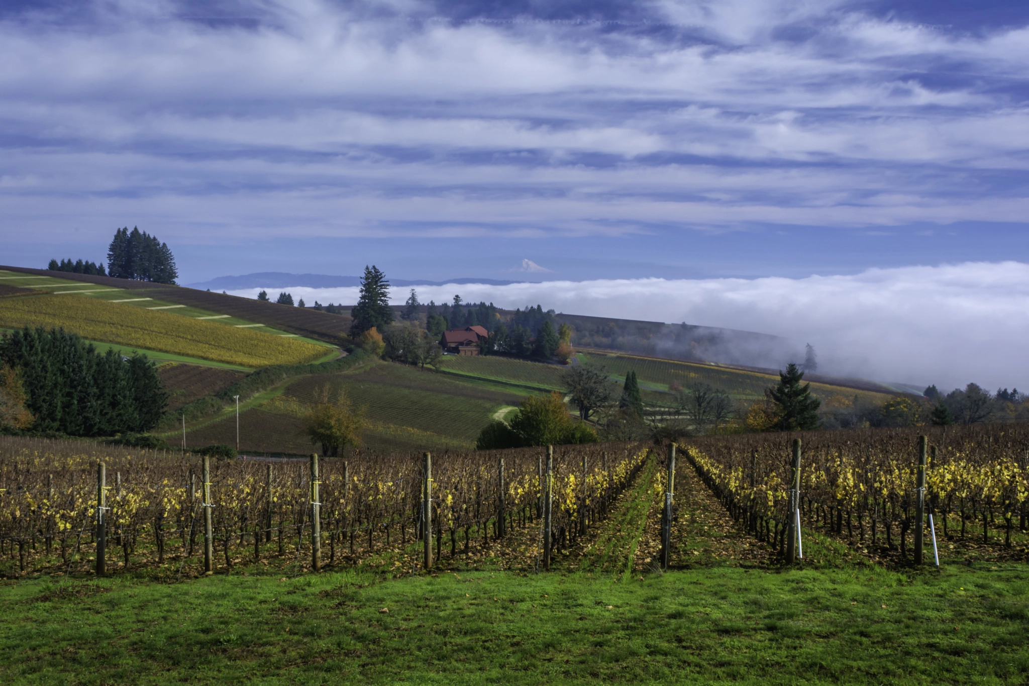 Nikon D7100 sample photo. Oregon wine country photography