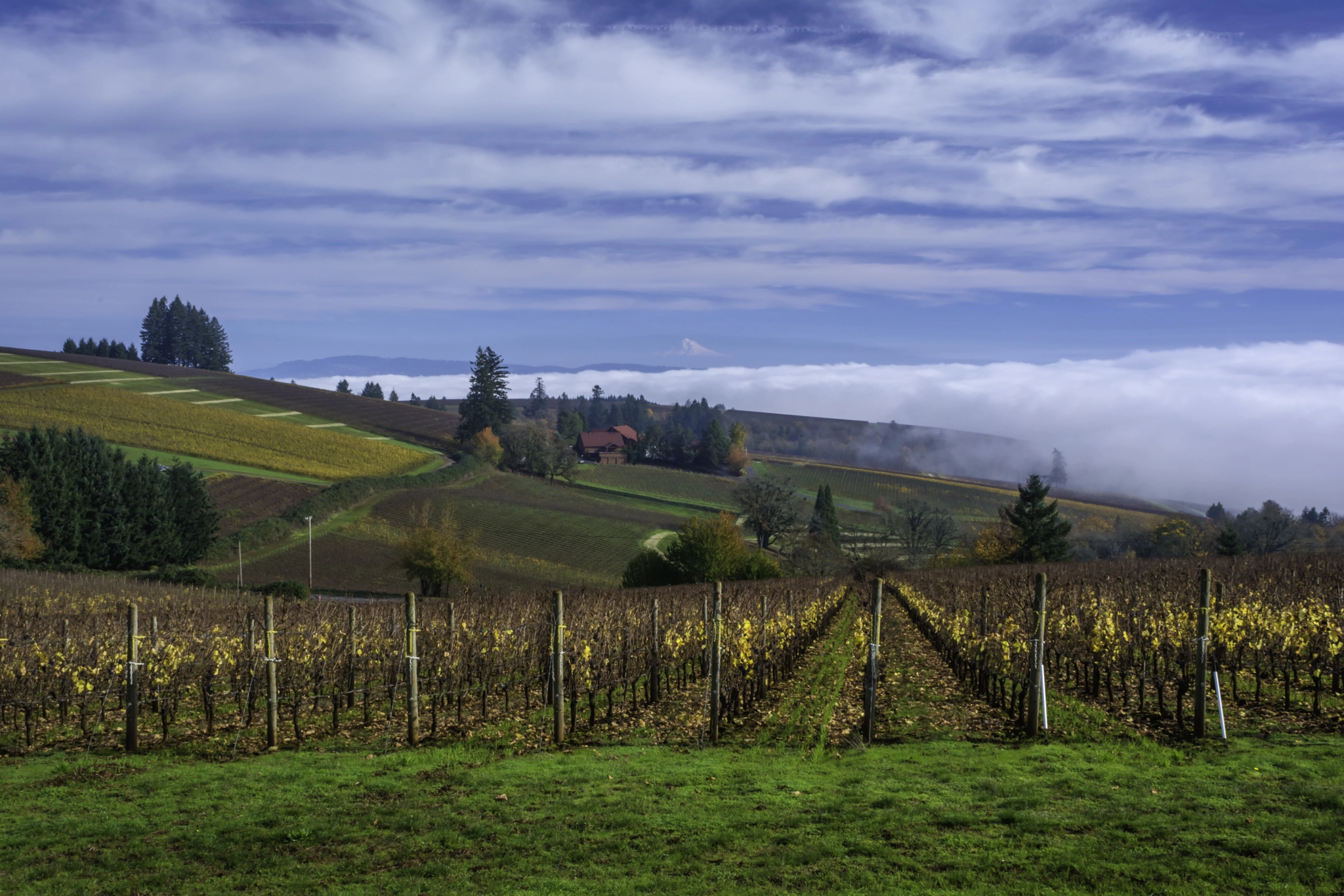 Nikon D7100 + Nikon AF Nikkor 24mm F2.8D sample photo. Oregon wine country photography