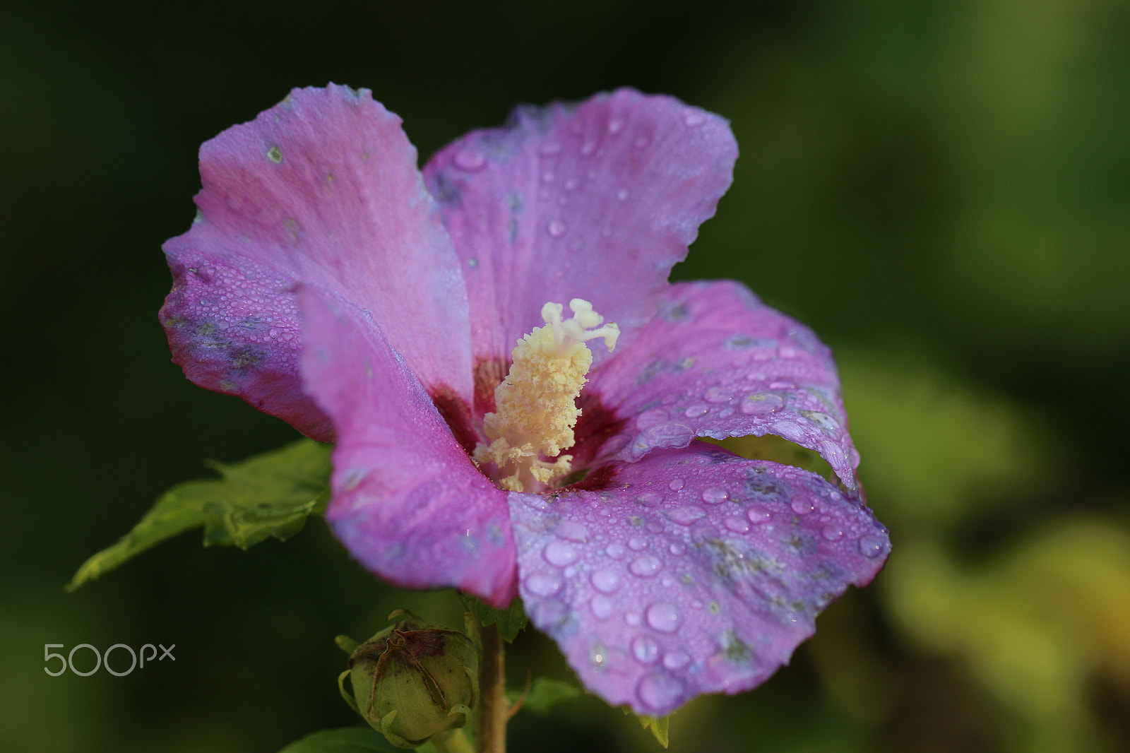 Canon EF 100mm F2.8L Macro IS USM sample photo. Raindrops photography