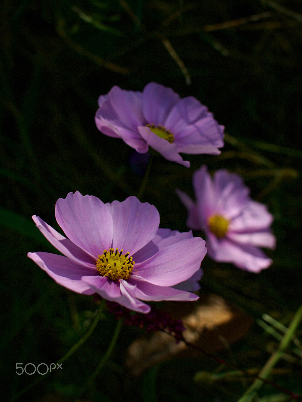 Nikon 1 Nikkor 18.5mm F1.8 sample photo. Cosmos trio photography