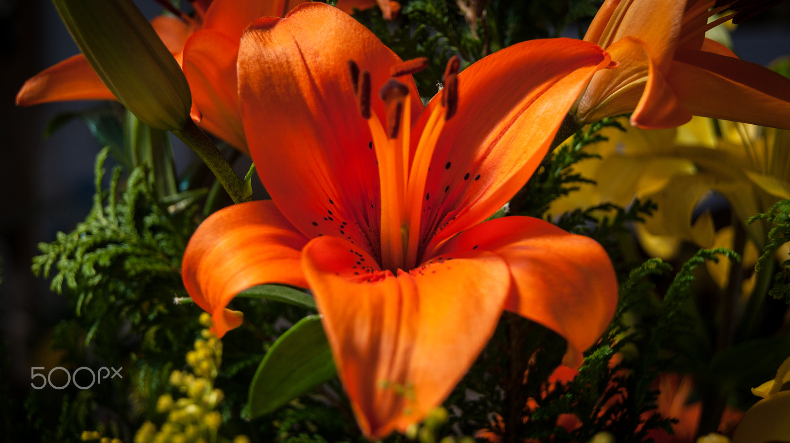 Sony Alpha DSLR-A380 + Sony DT 18-55mm F3.5-5.6 SAM sample photo. Orange colored flower photography