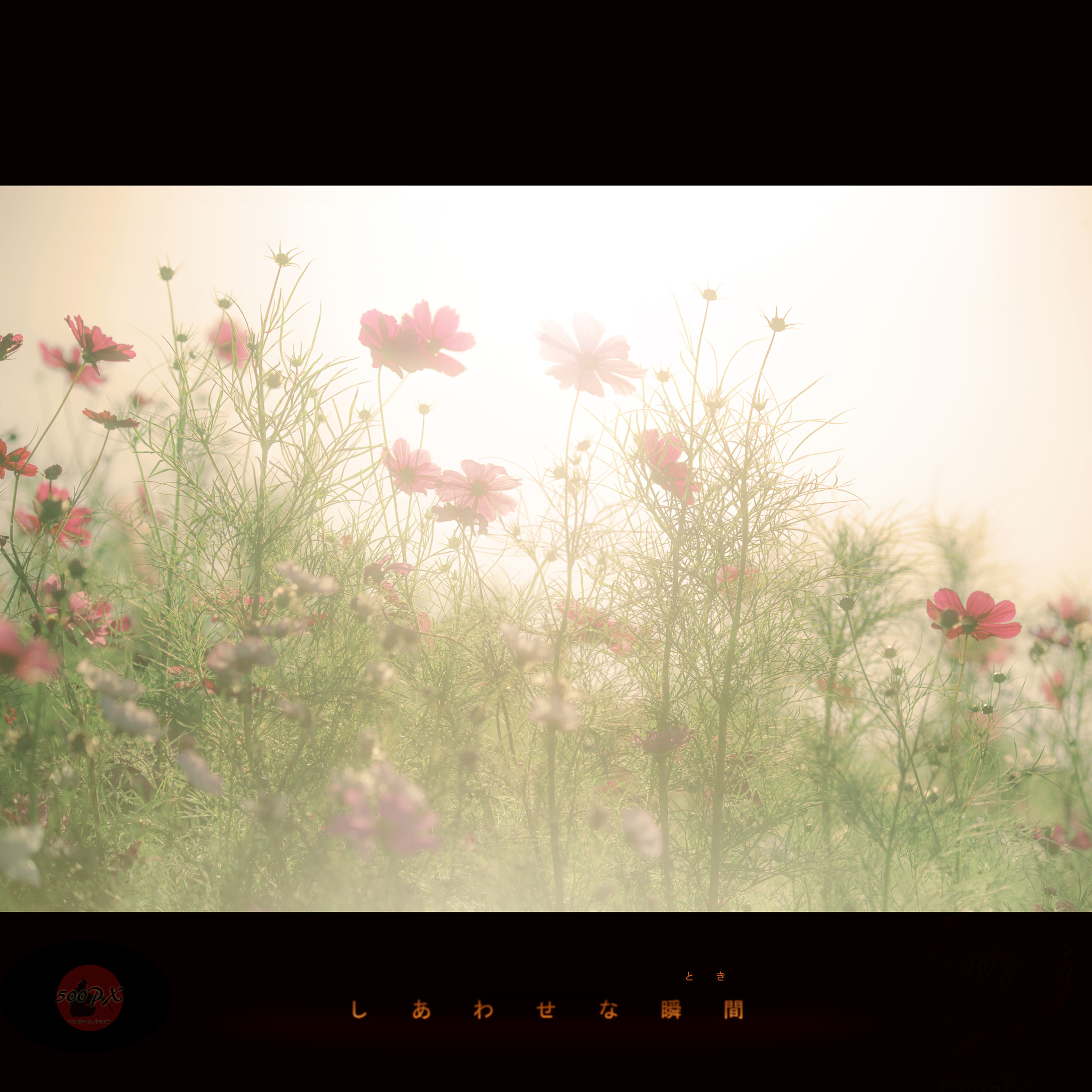 Nikon D800 + Nikon AF-S Nikkor 58mm F1.4G sample photo. しあわせな瞬間 photography