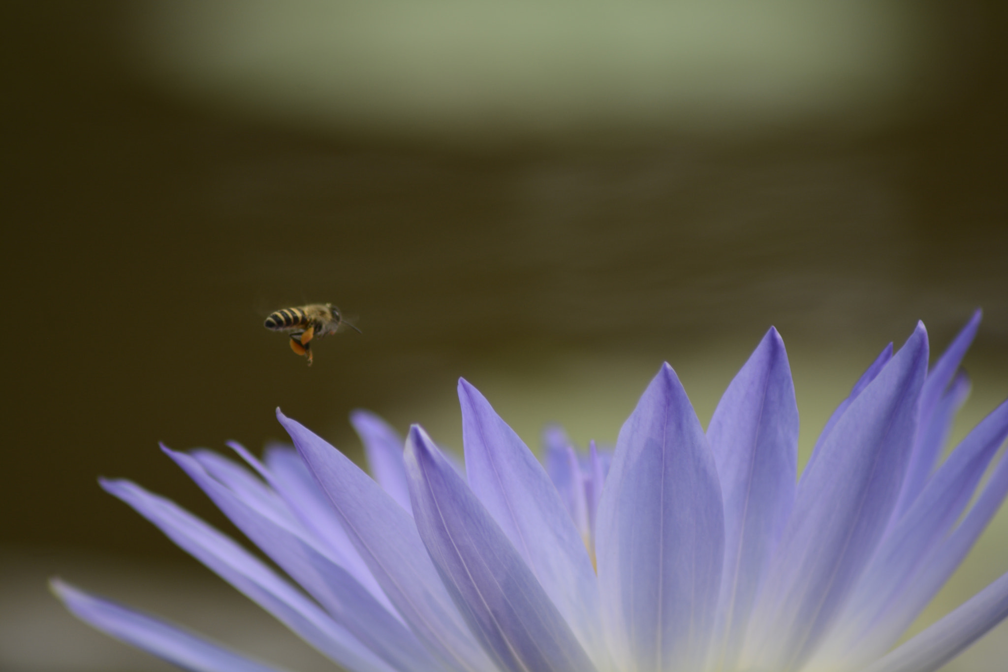 Nikon AF Nikkor 70-300mm F4-5.6G sample photo. Buzzzz photography