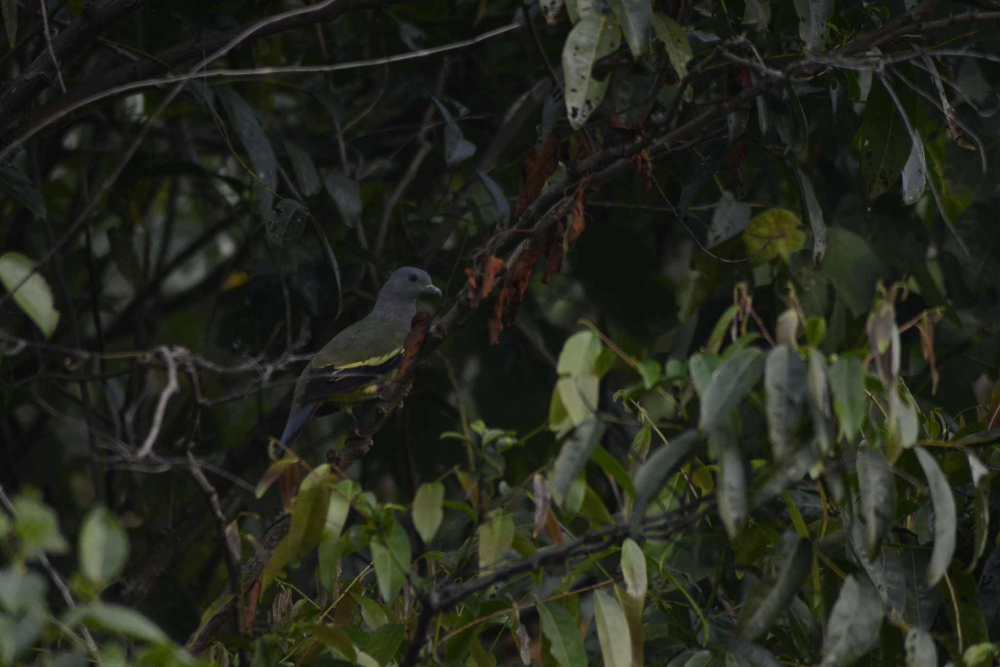 Nikon AF Nikkor 70-300mm F4-5.6G sample photo. Pigeon with a yellow line photography