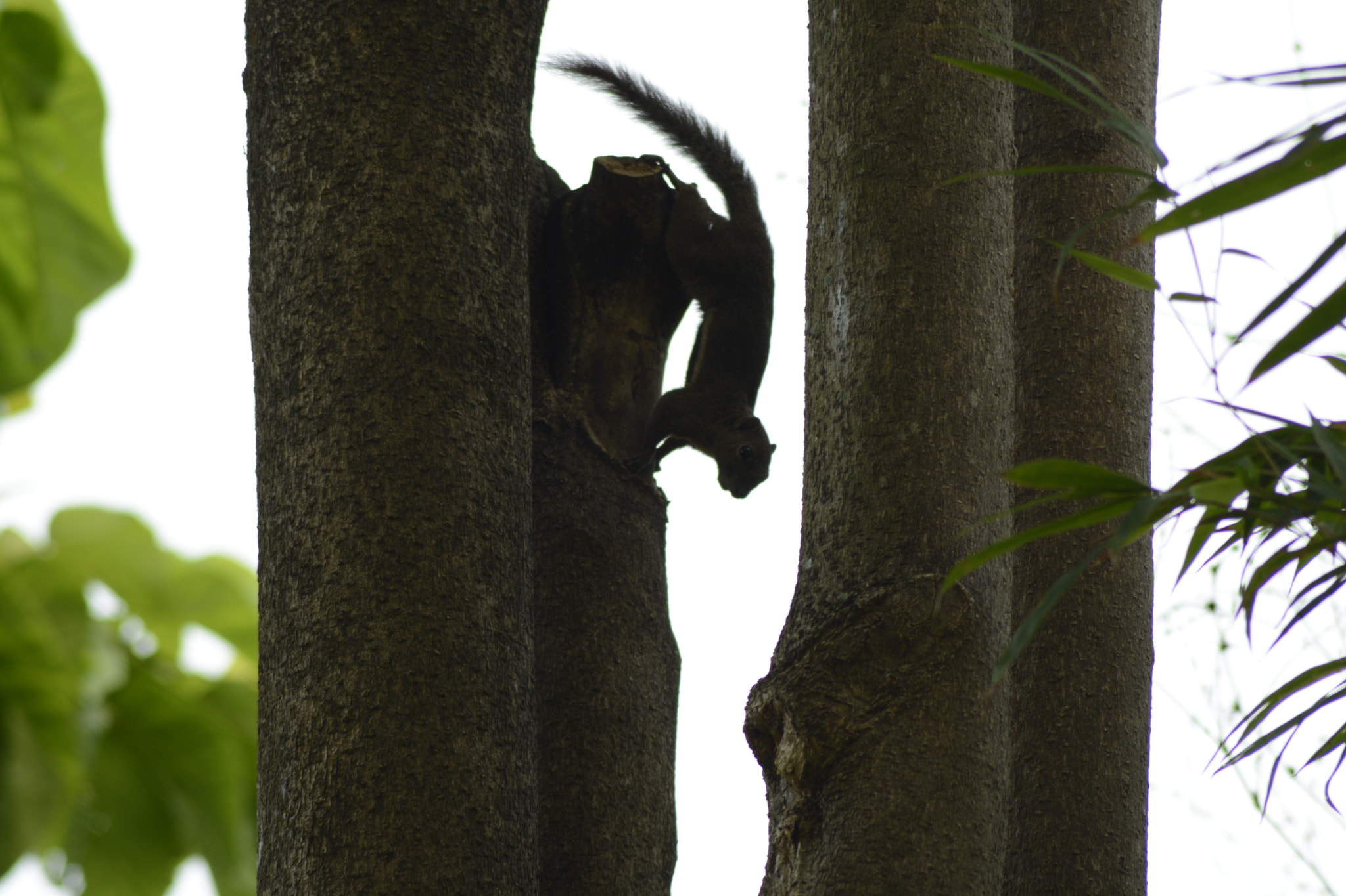 Nikon AF Nikkor 70-300mm F4-5.6G sample photo. Perfect position photography