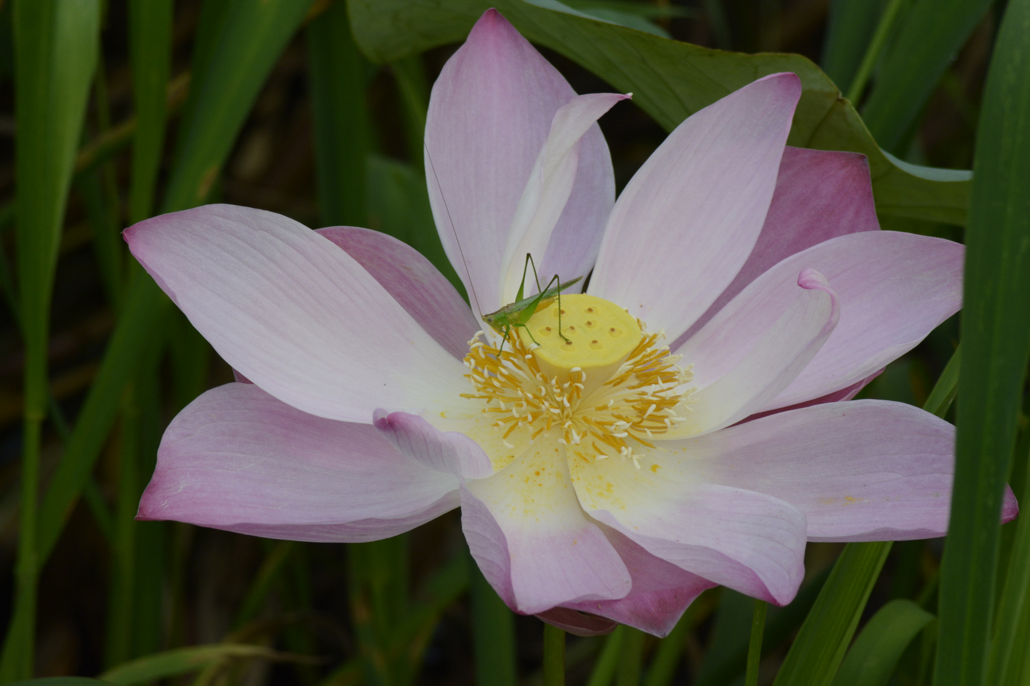 Nikon AF Nikkor 70-300mm F4-5.6G sample photo. Katydid on a lotus photography