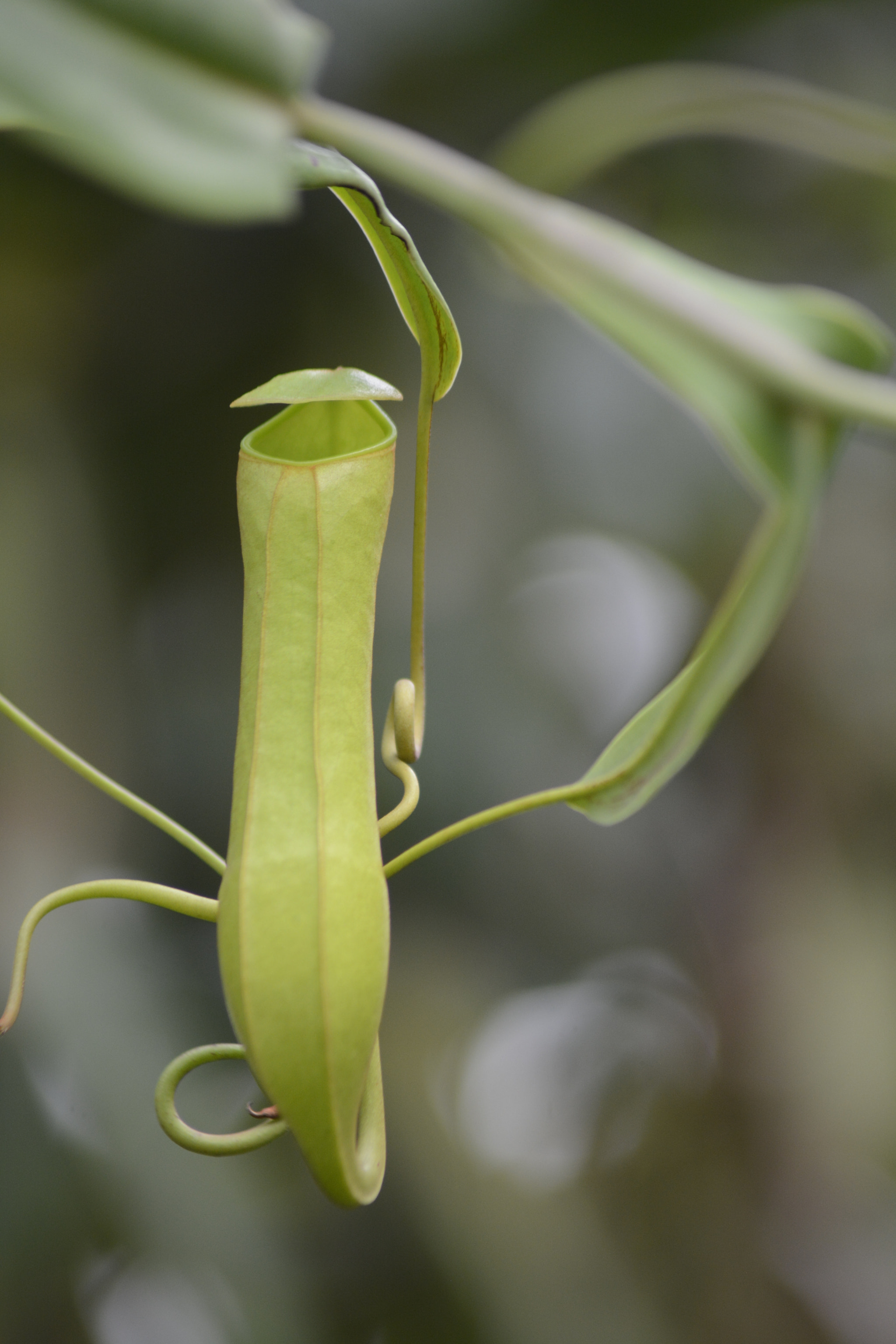 Nikon AF Nikkor 70-300mm F4-5.6G sample photo. Pitcher plant photography