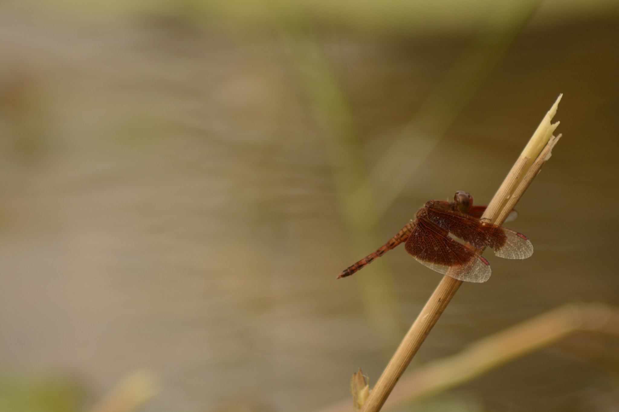 Nikon AF Nikkor 70-300mm F4-5.6G sample photo. Fighting the wind photography