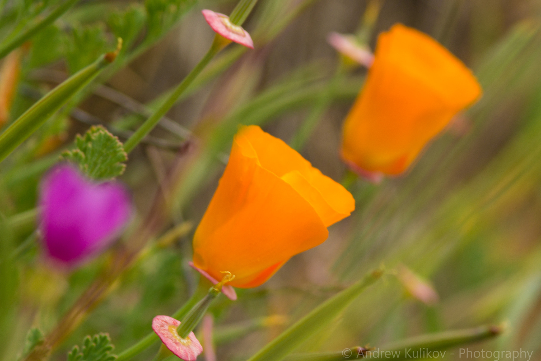 Canon EF 200mm F2.8L II USM sample photo. California poppies photography