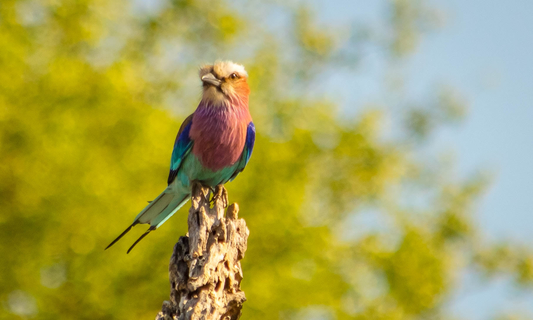 Canon EF 70-300mm F4-5.6 IS USM sample photo. Lilac breasted roller photography