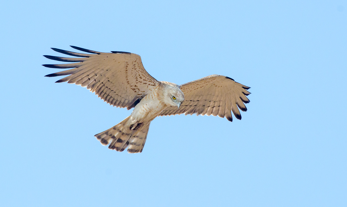 Nikon D7000 + Nikon AF-S Nikkor 500mm F4G ED VR sample photo. Short toed snake eagle photography