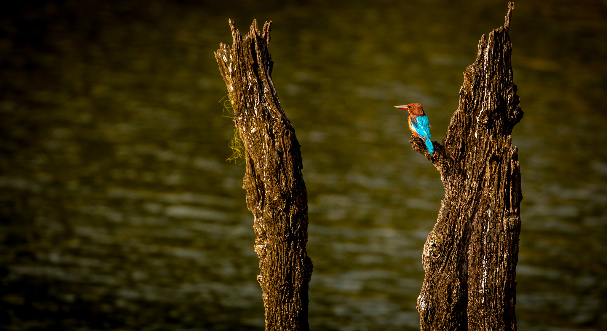 Canon EOS 700D (EOS Rebel T5i / EOS Kiss X7i) sample photo. Kingfisher photography