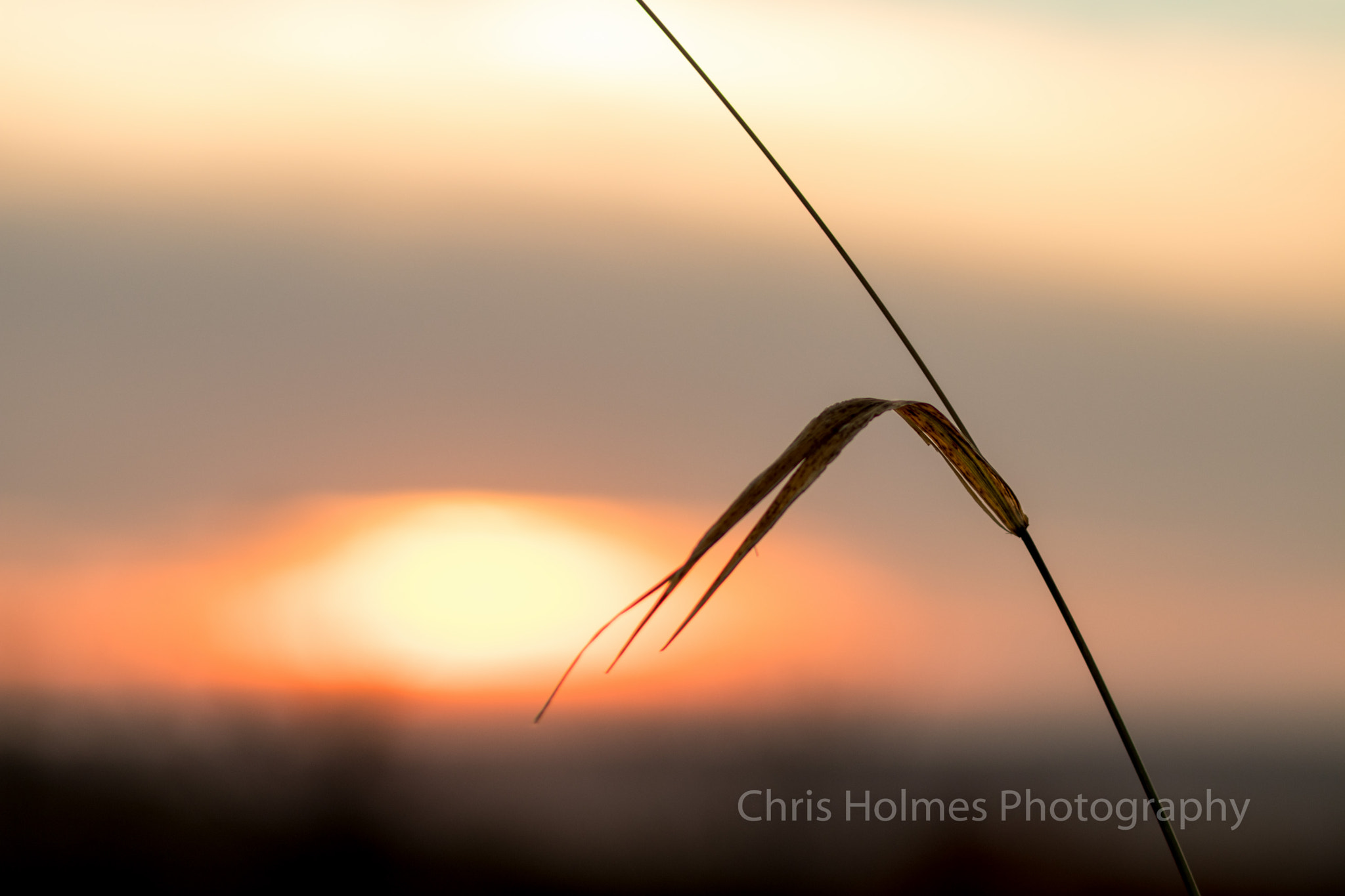 Canon EOS 80D sample photo. Grass at sunset photography