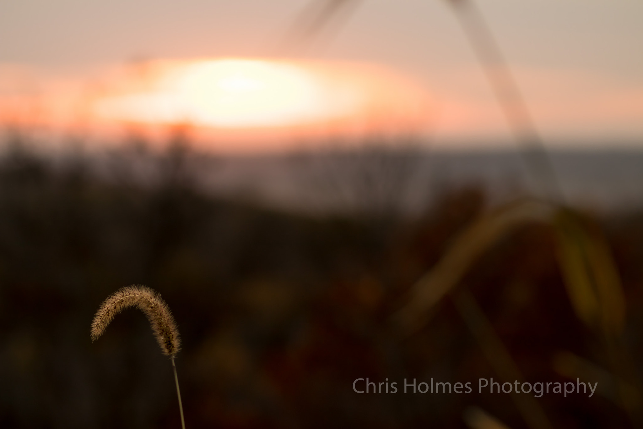 Canon EOS 80D sample photo. Grass at sunset photography