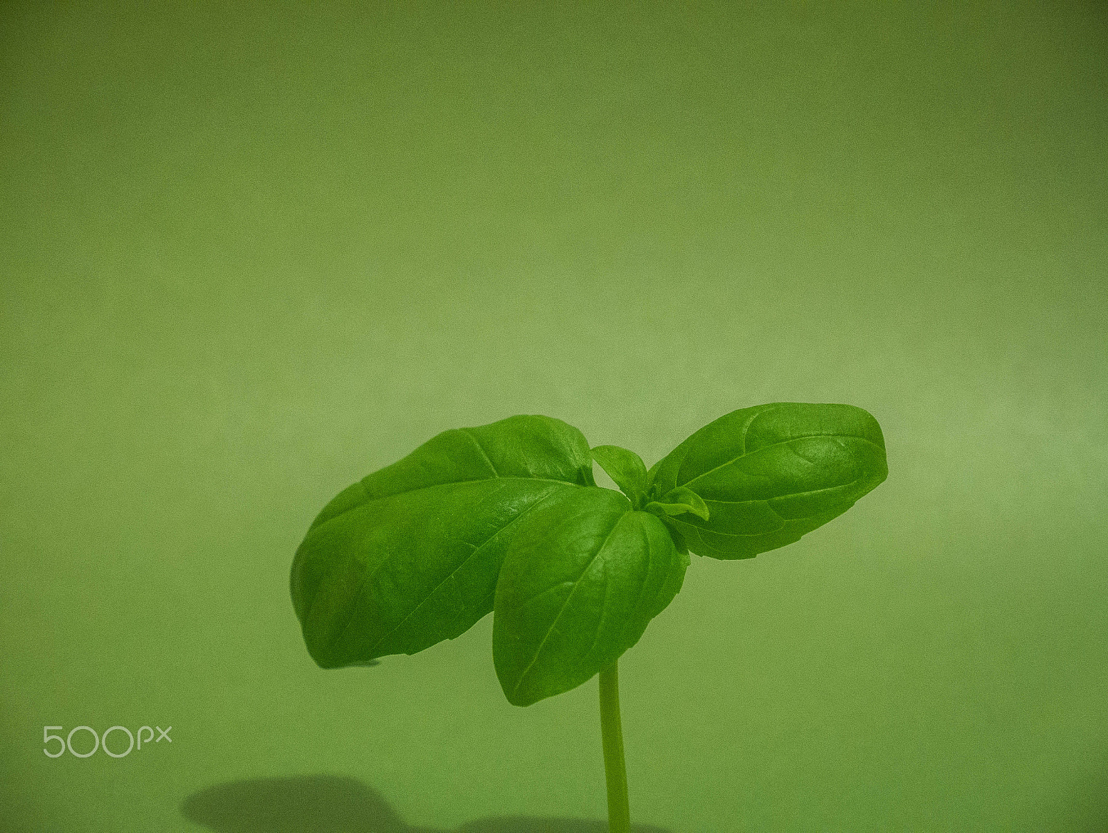 Panasonic Lumix DMC-GF7 + Panasonic Lumix G Vario HD 12-32mm F3.5-5.6 Mega OIS sample photo. Green basil leaves photography