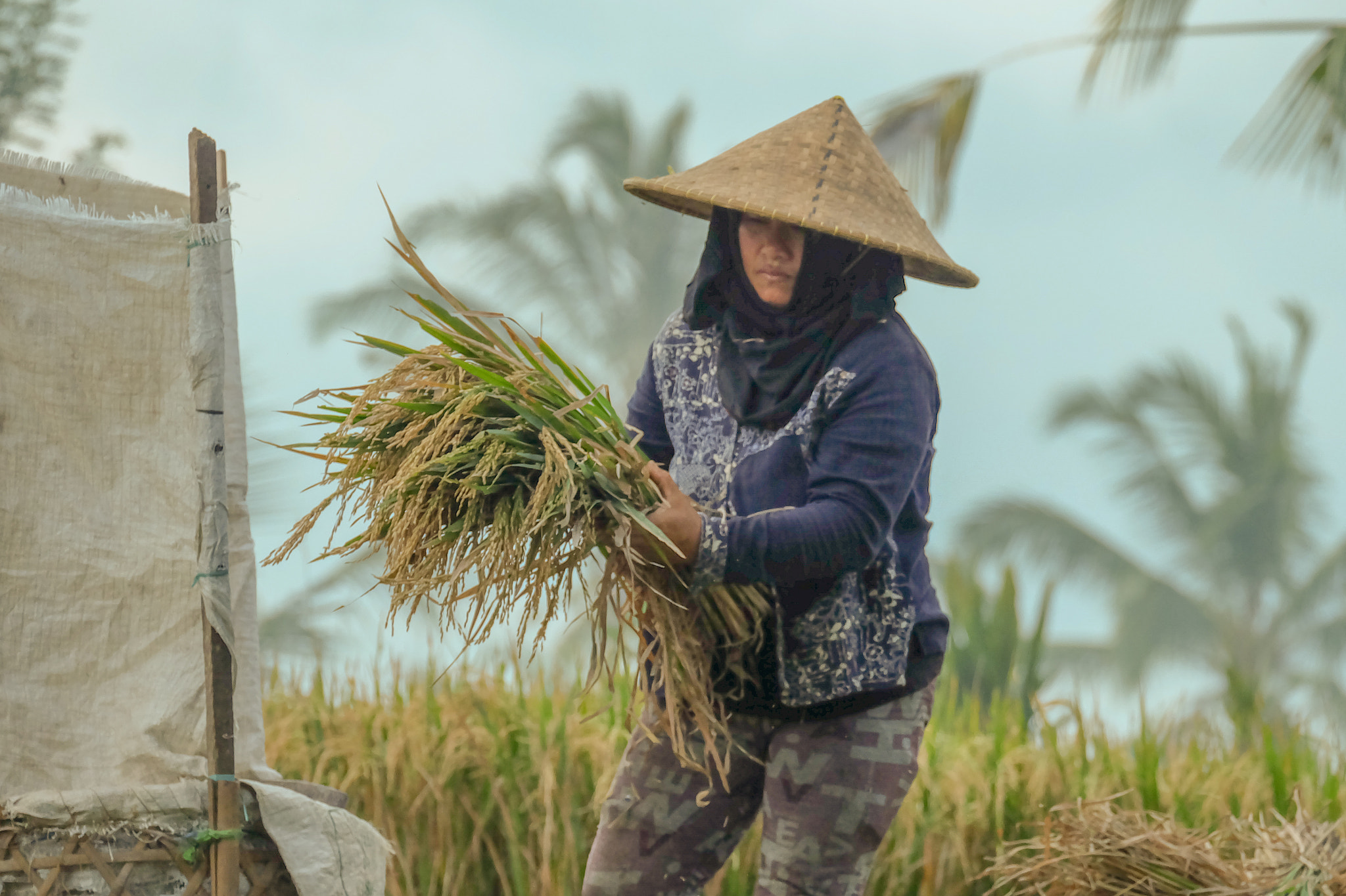 Fujifilm XC 50-230mm F4.5-6.7 OIS sample photo. Green rice farmer in bali photography