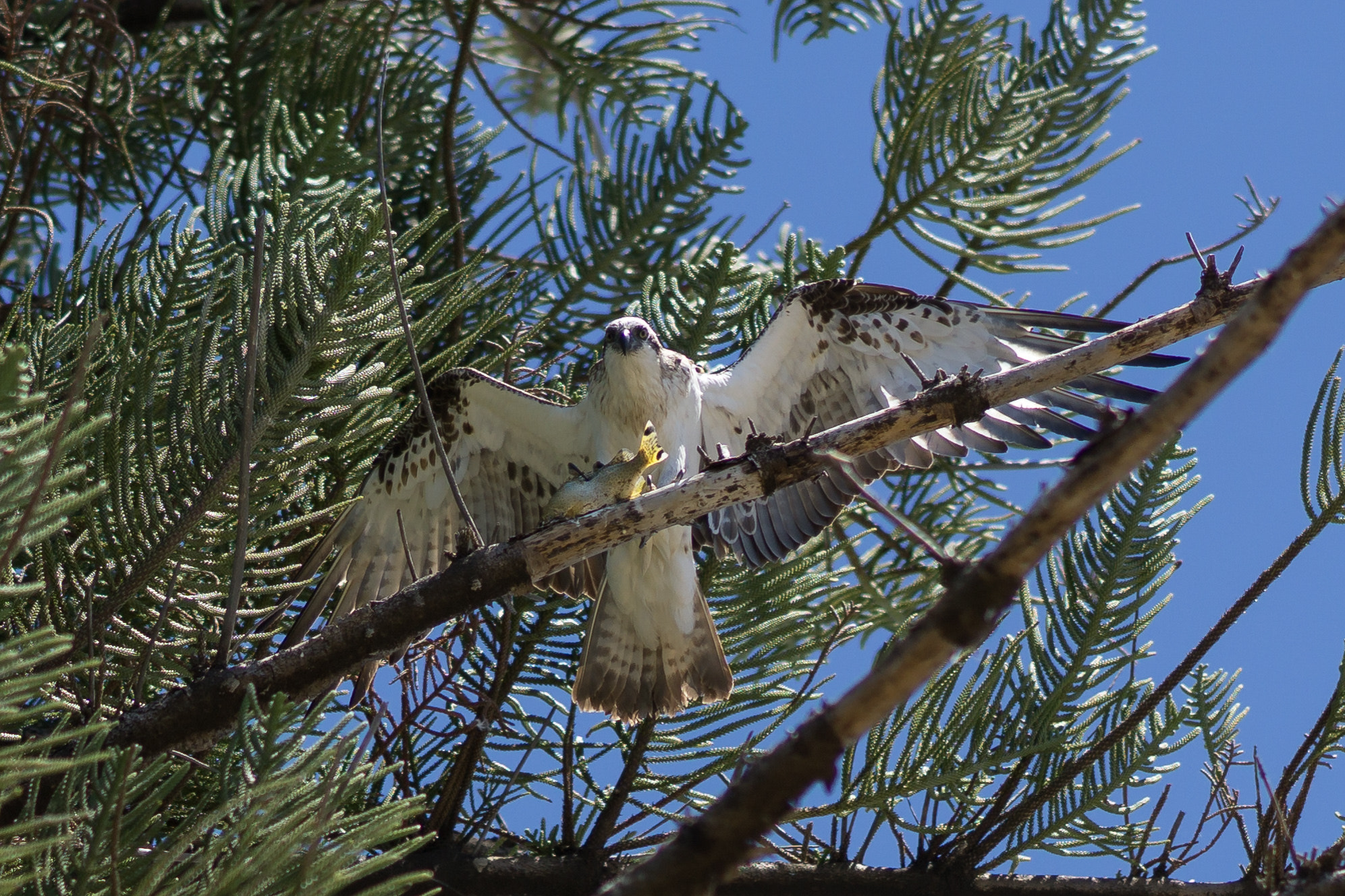 Sony FE 85mm F1.4 GM sample photo. Osprey perching to feed photography