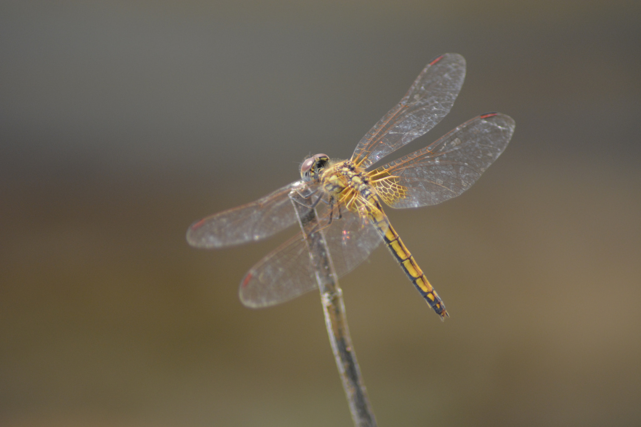Nikon AF Nikkor 70-300mm F4-5.6G sample photo. Dragonfly photography