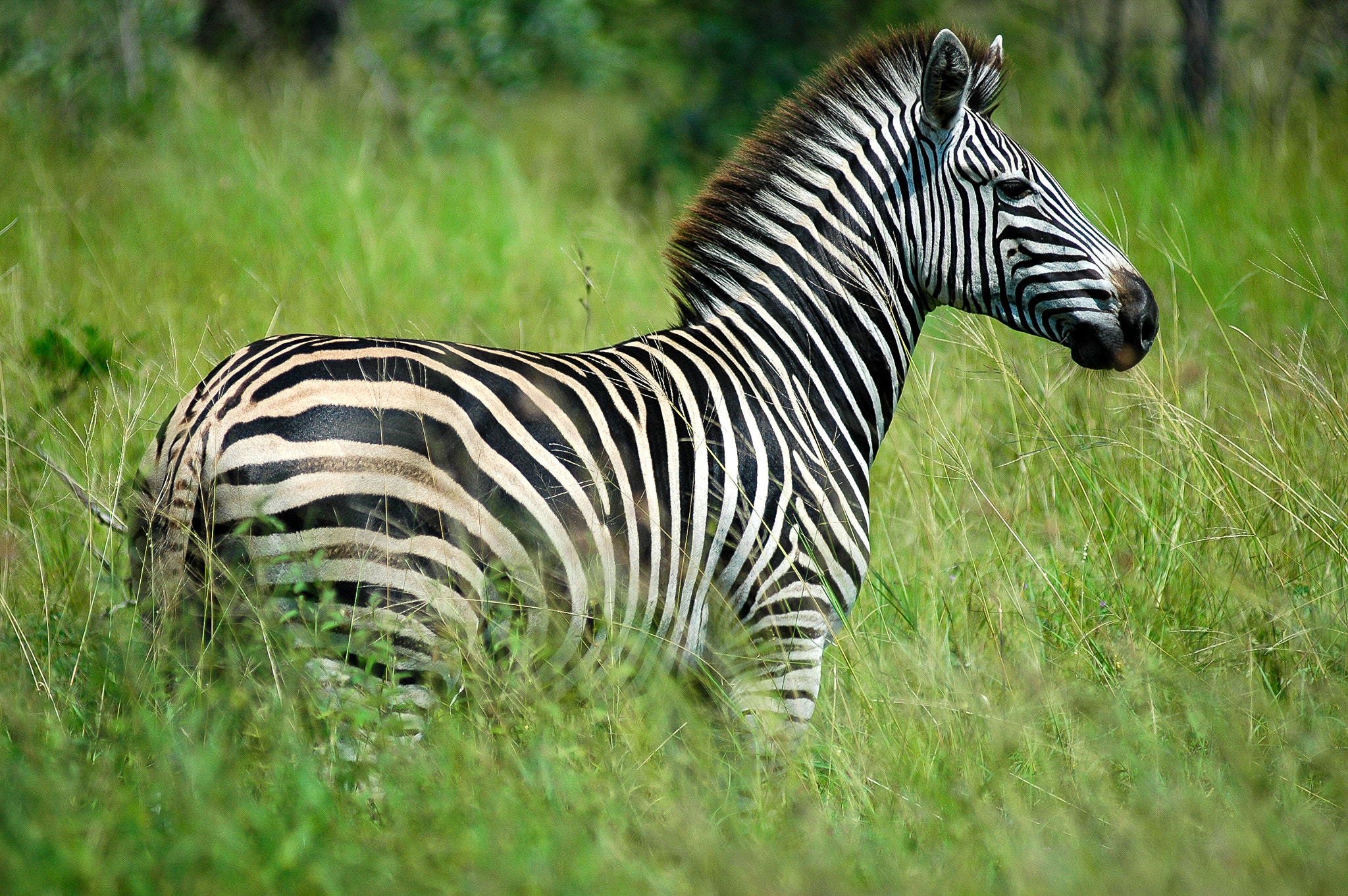 Nikon D70 sample photo. Watchful photography