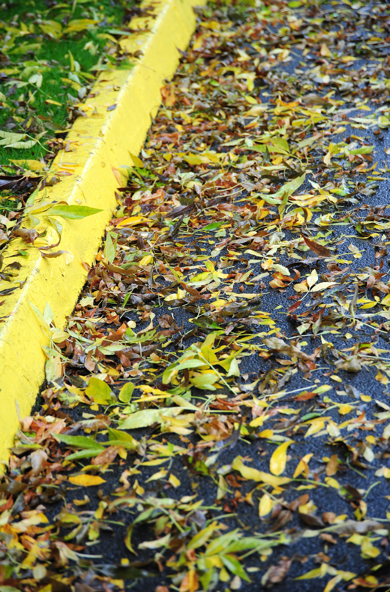 Nikon D3 sample photo. Autumn leaves. photography