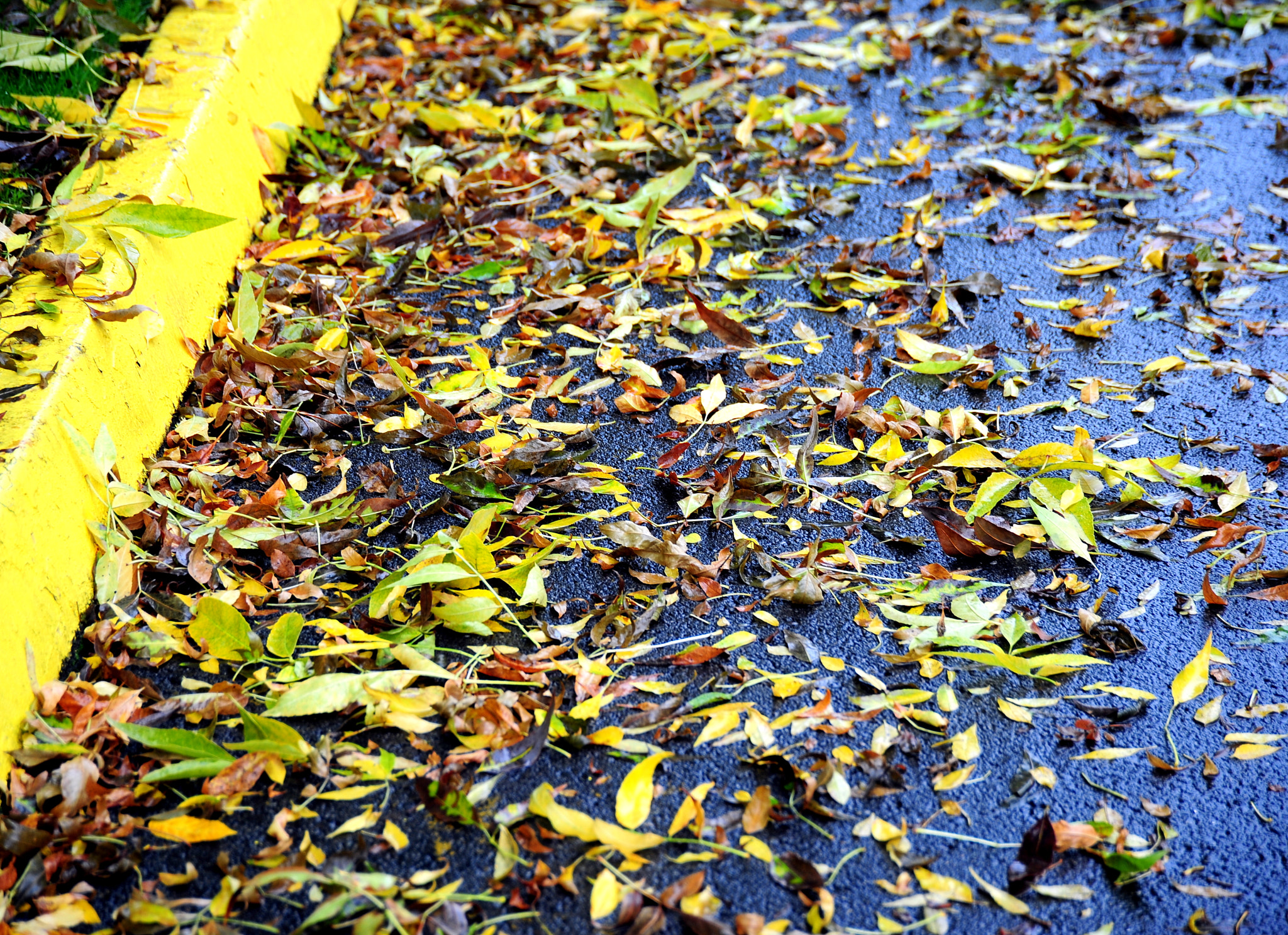 Nikon D3 sample photo. Autumn leaves. photography