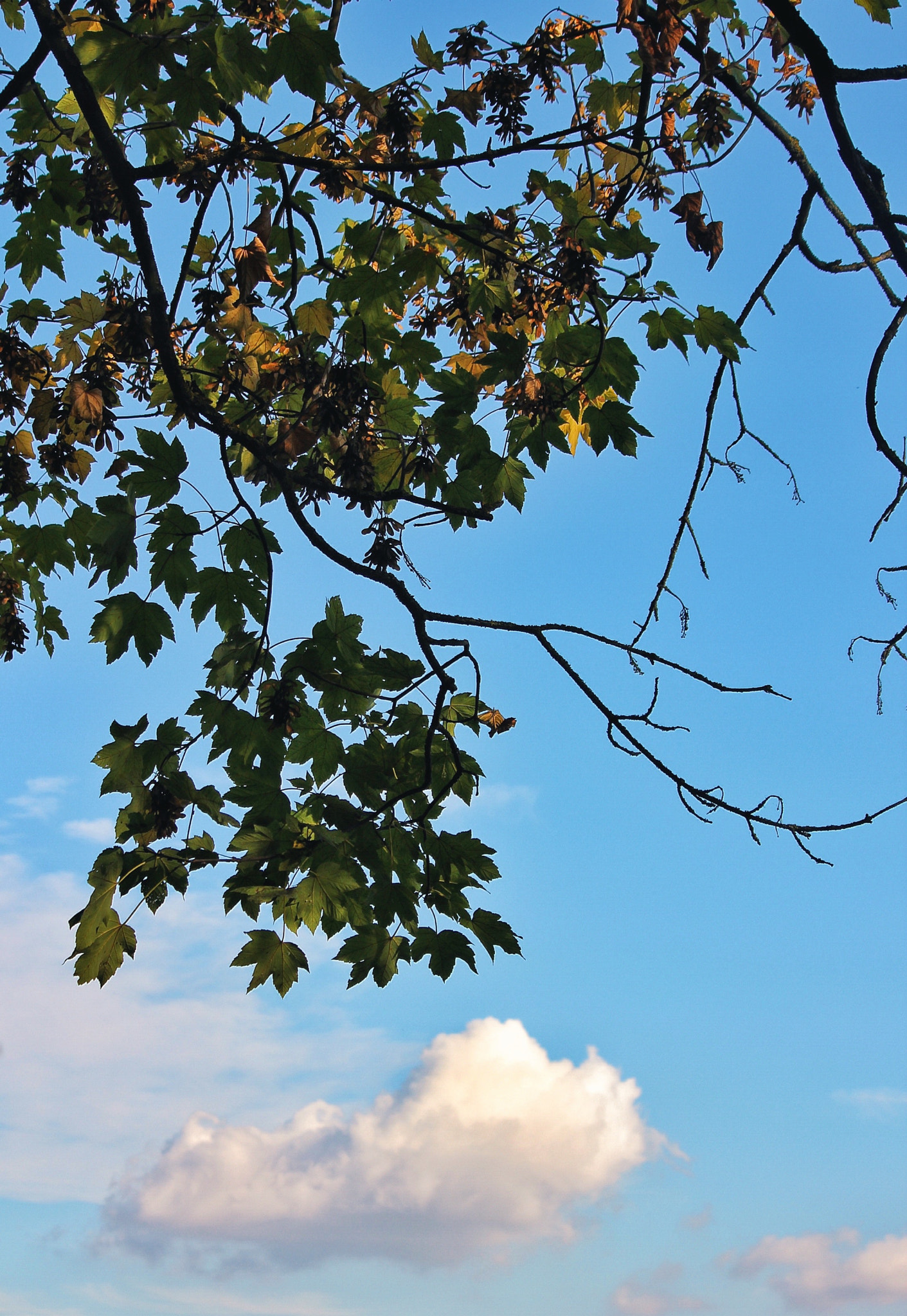 Canon EF-S 55-250mm F4-5.6 IS II sample photo. Sottosopra photography