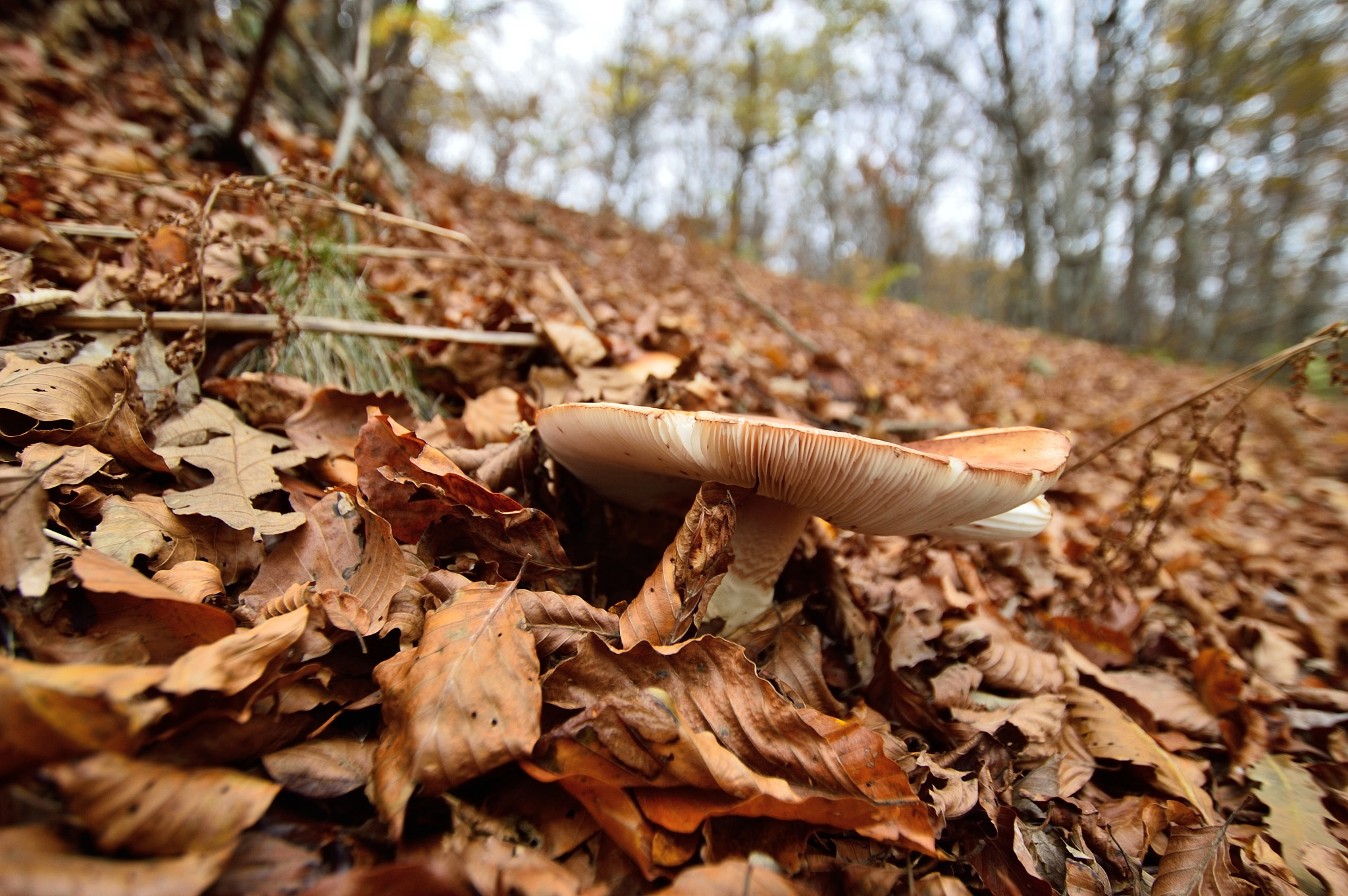 Sigma 10-20mm F3.5 EX DC HSM sample photo. Amanita photography