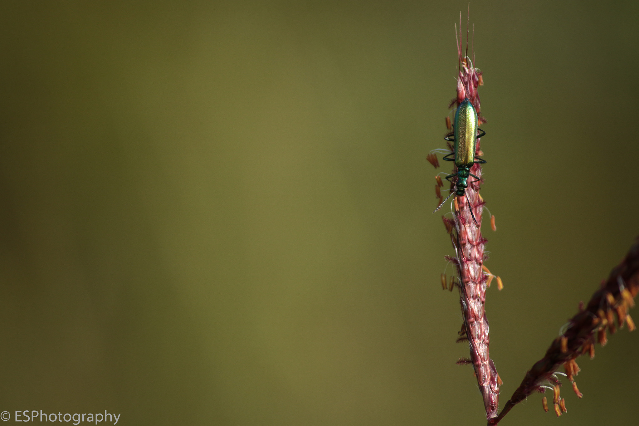 Canon EF-S 55-250mm F4-5.6 IS II sample photo. Bug photography