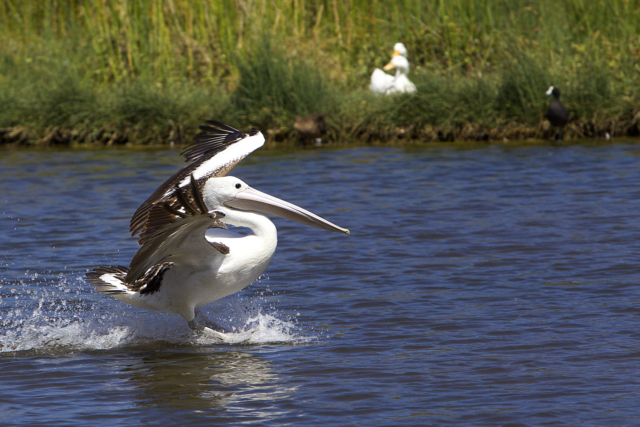 Canon EF 70-200mm F2.8L IS USM sample photo. Landing photography