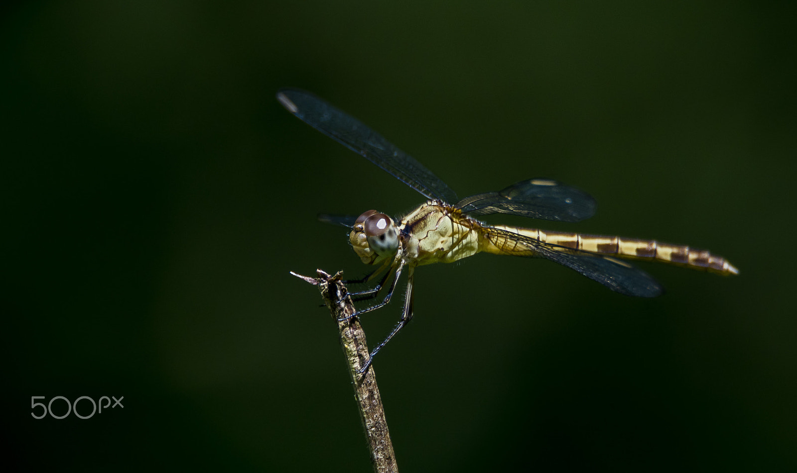 Sony ILCA-77M2 + Tamron SP 150-600mm F5-6.3 Di VC USD sample photo. Dragonfly photography