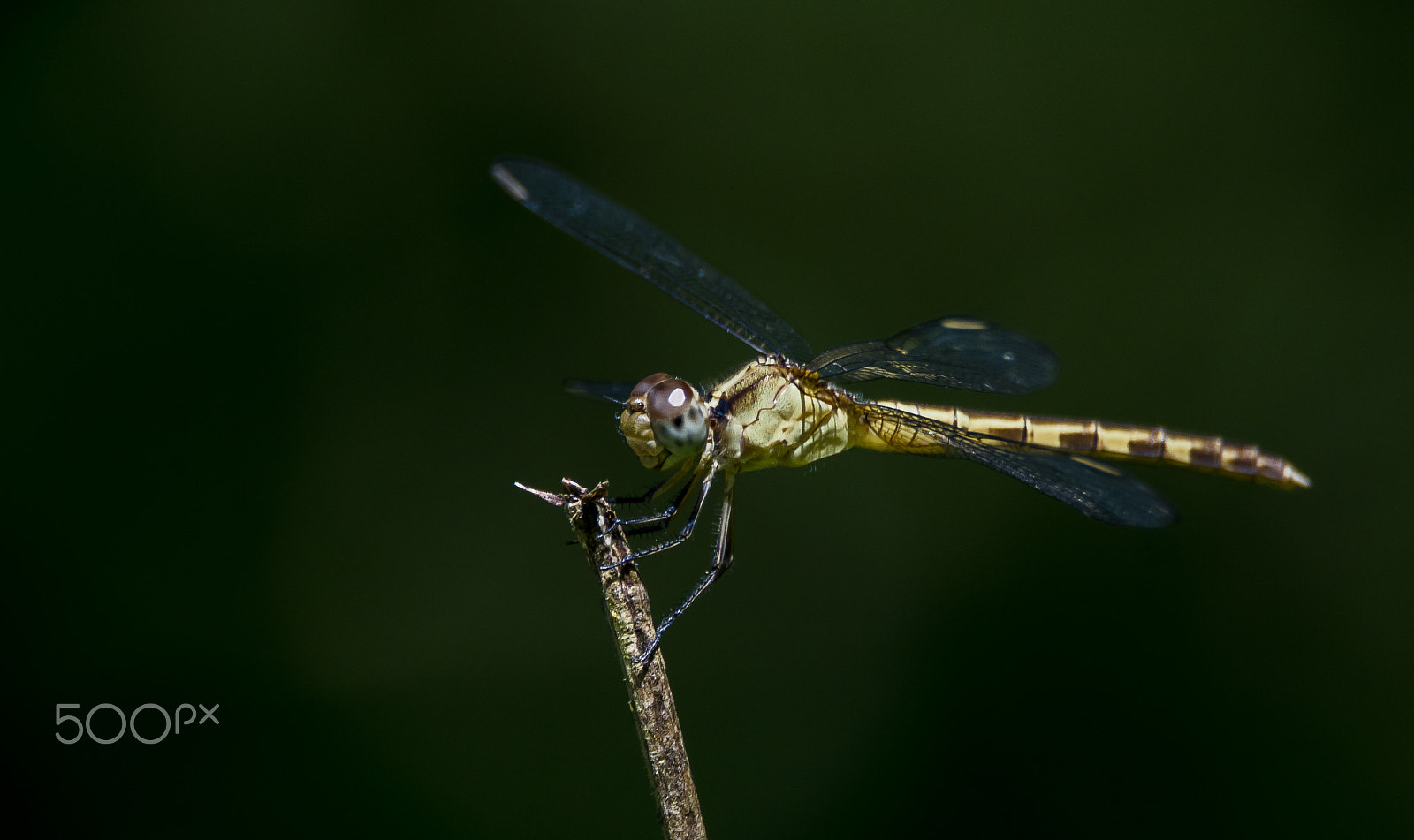 Sony ILCA-77M2 sample photo. Dragonfly photography