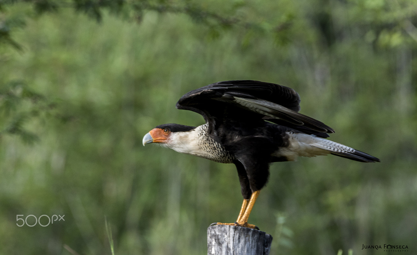 Sony ILCA-77M2 + Tamron SP 150-600mm F5-6.3 Di VC USD sample photo. Crested caracara photography