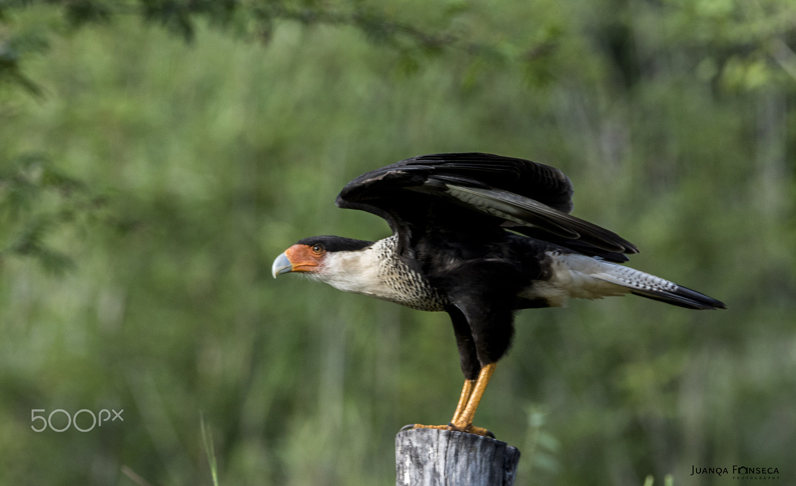 Sony ILCA-77M2 sample photo. Crested caracara photography