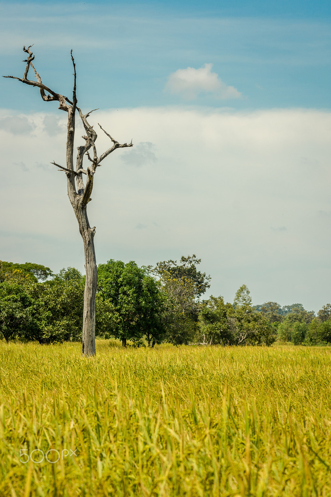 Sony SLT-A65 (SLT-A65V) sample photo. Rice paddy photography