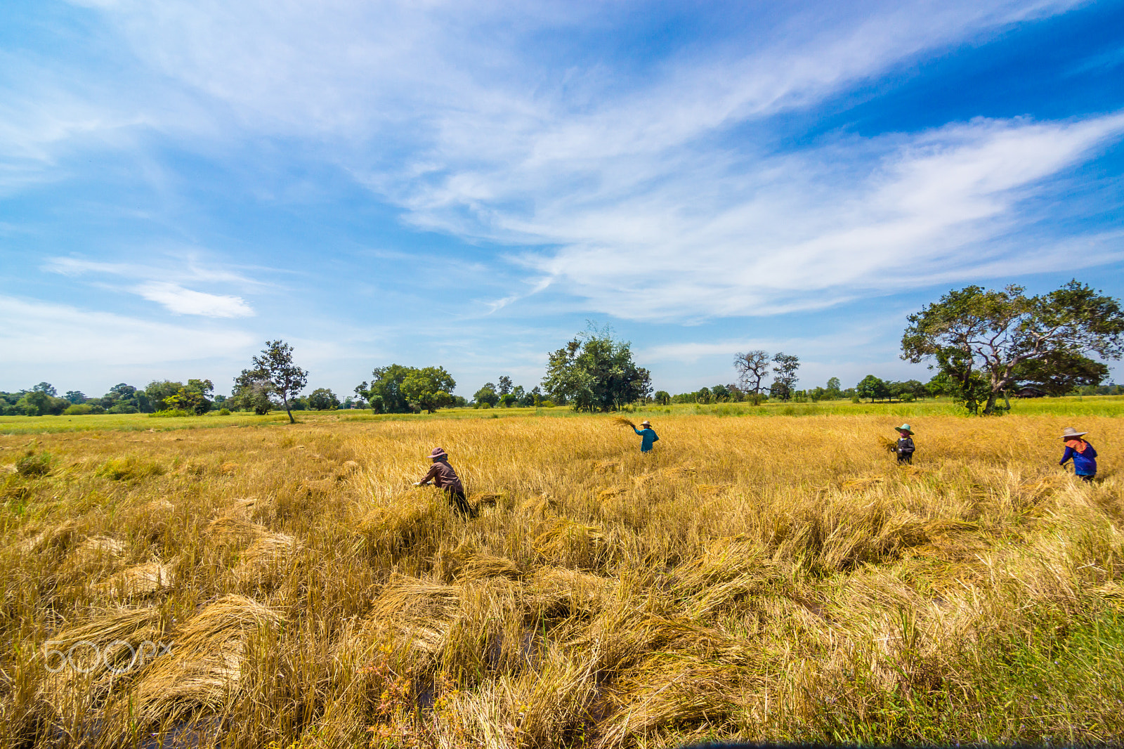 Sony SLT-A77 + 20mm F2.8 sample photo. Harvesting the rice photography