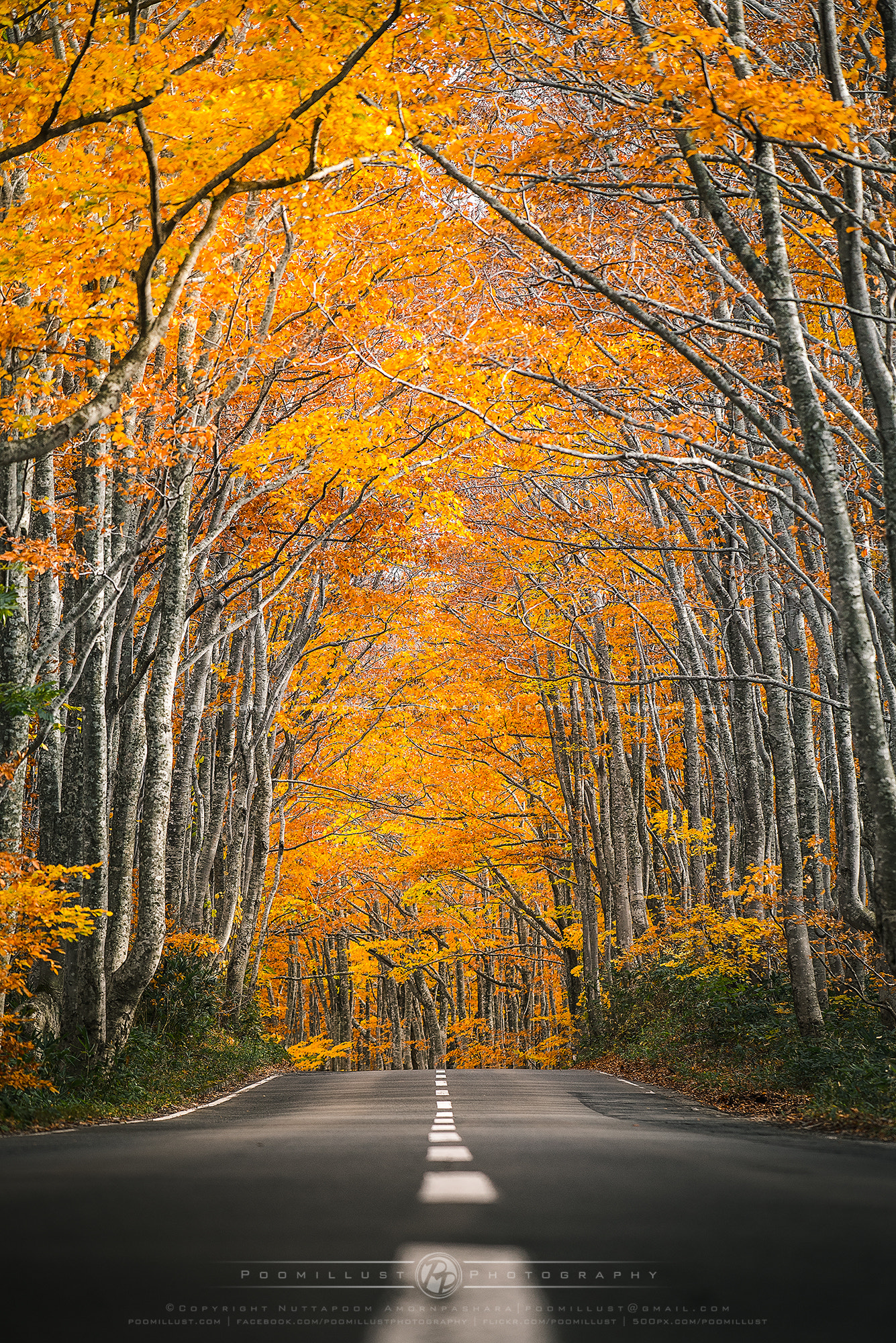 Nikon D600 sample photo. A road in autumn photography