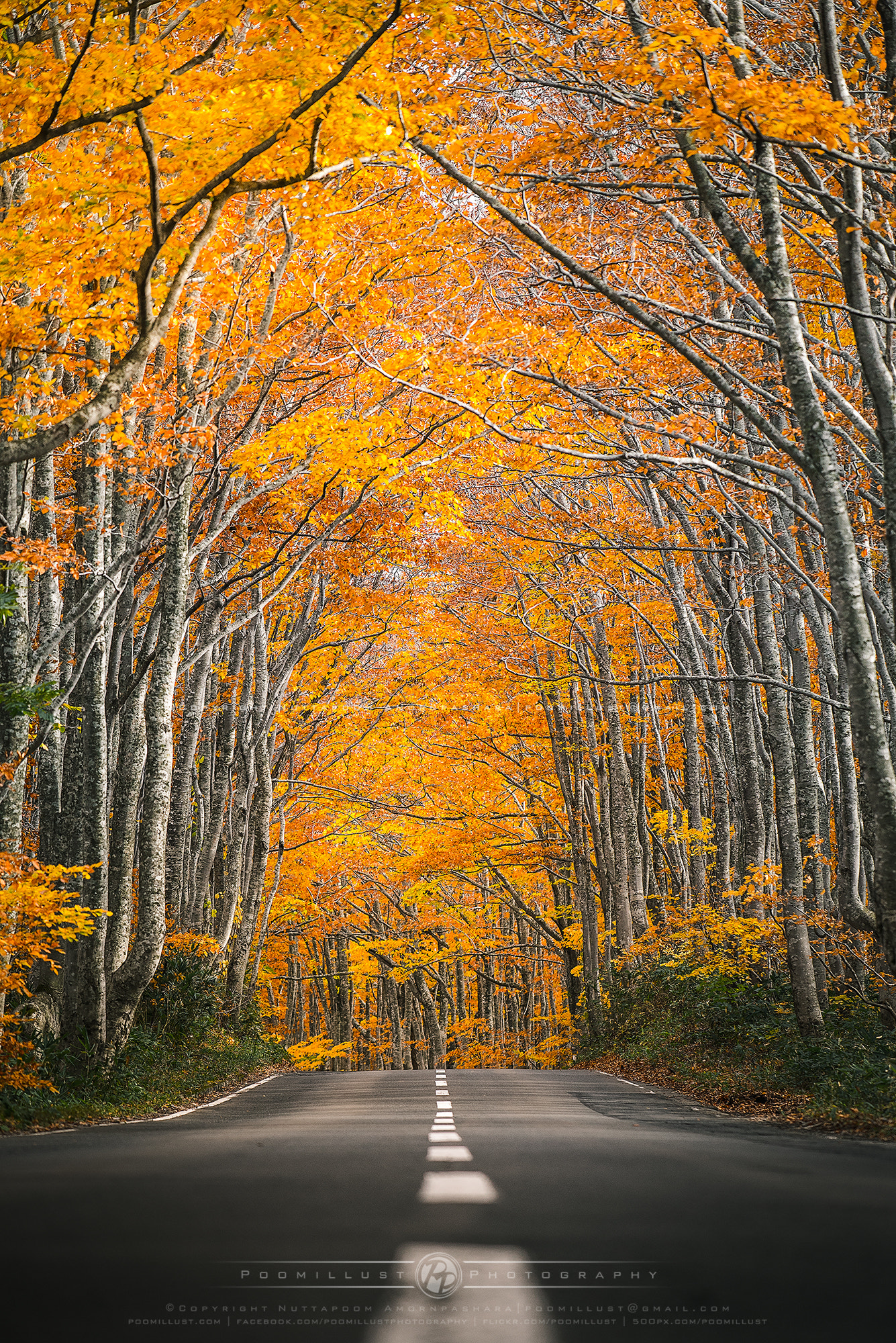Nikon AF-S Nikkor 70-200mm F4G ED VR sample photo. A road in autumn photography