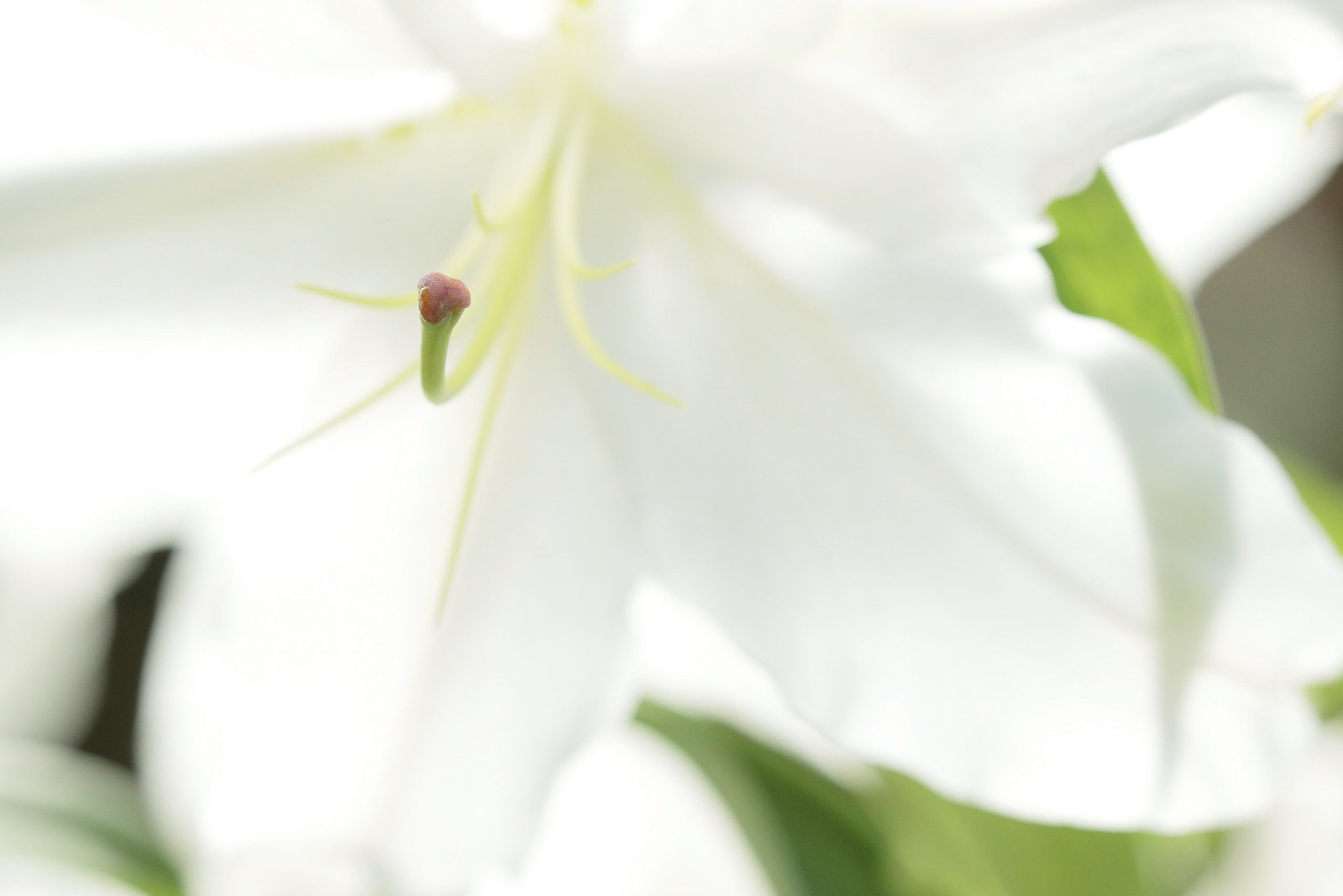 Canon EOS-1D X Mark II sample photo. White photography