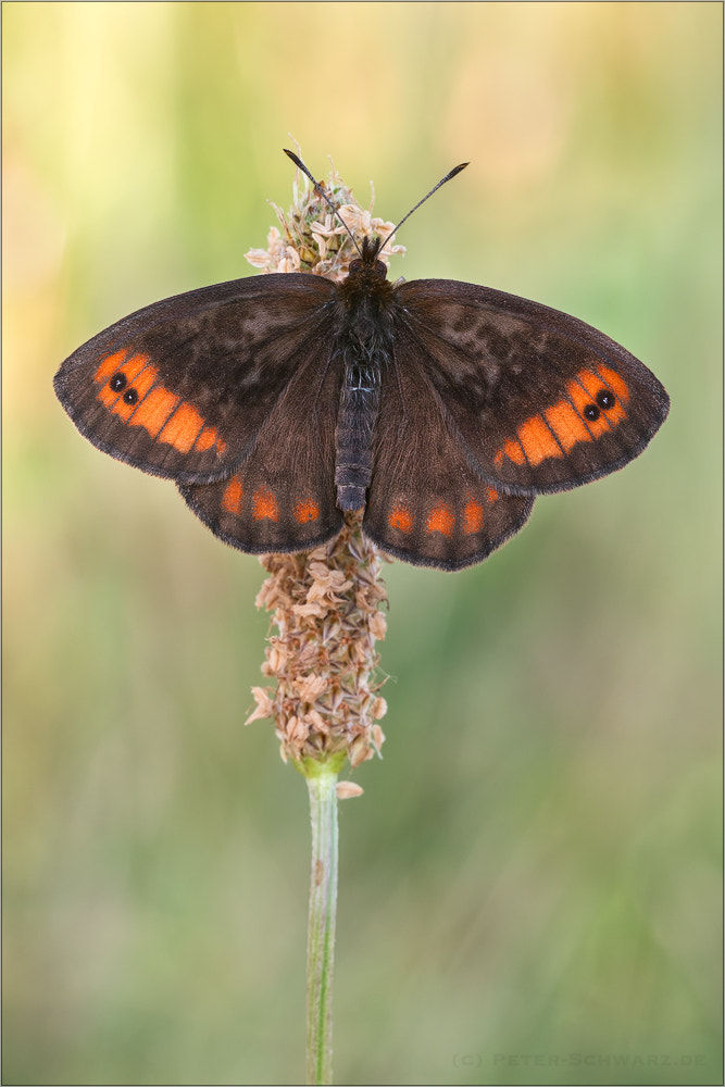 Sigma 150mm f/2.8 EX DG OS HSM APO Macro sample photo. Erebia pronoe photography